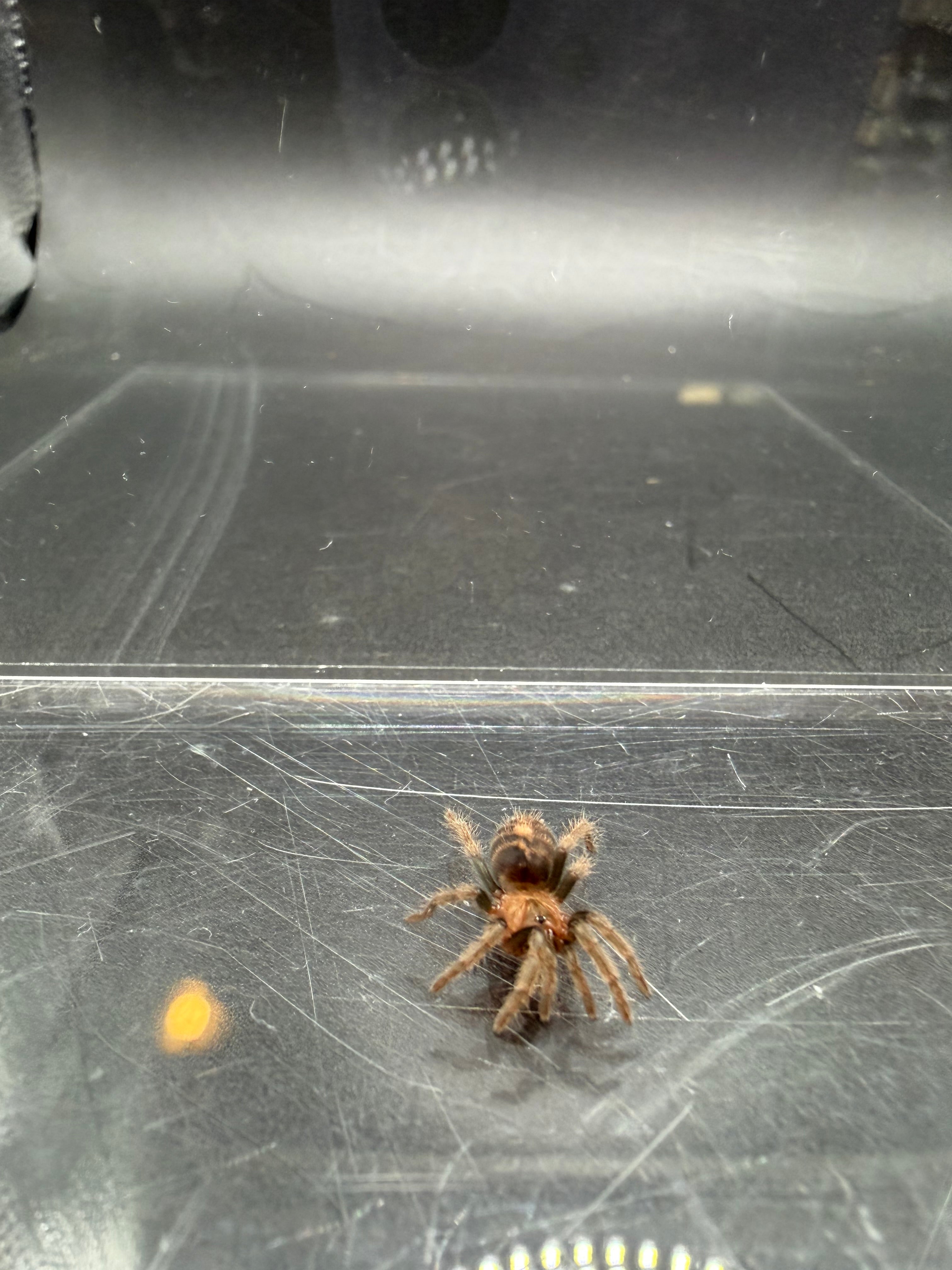 Guatemalan Tiger Rump Tarantula (Davus pentaloris) - 1/4-1/2" (Sling) photo 3