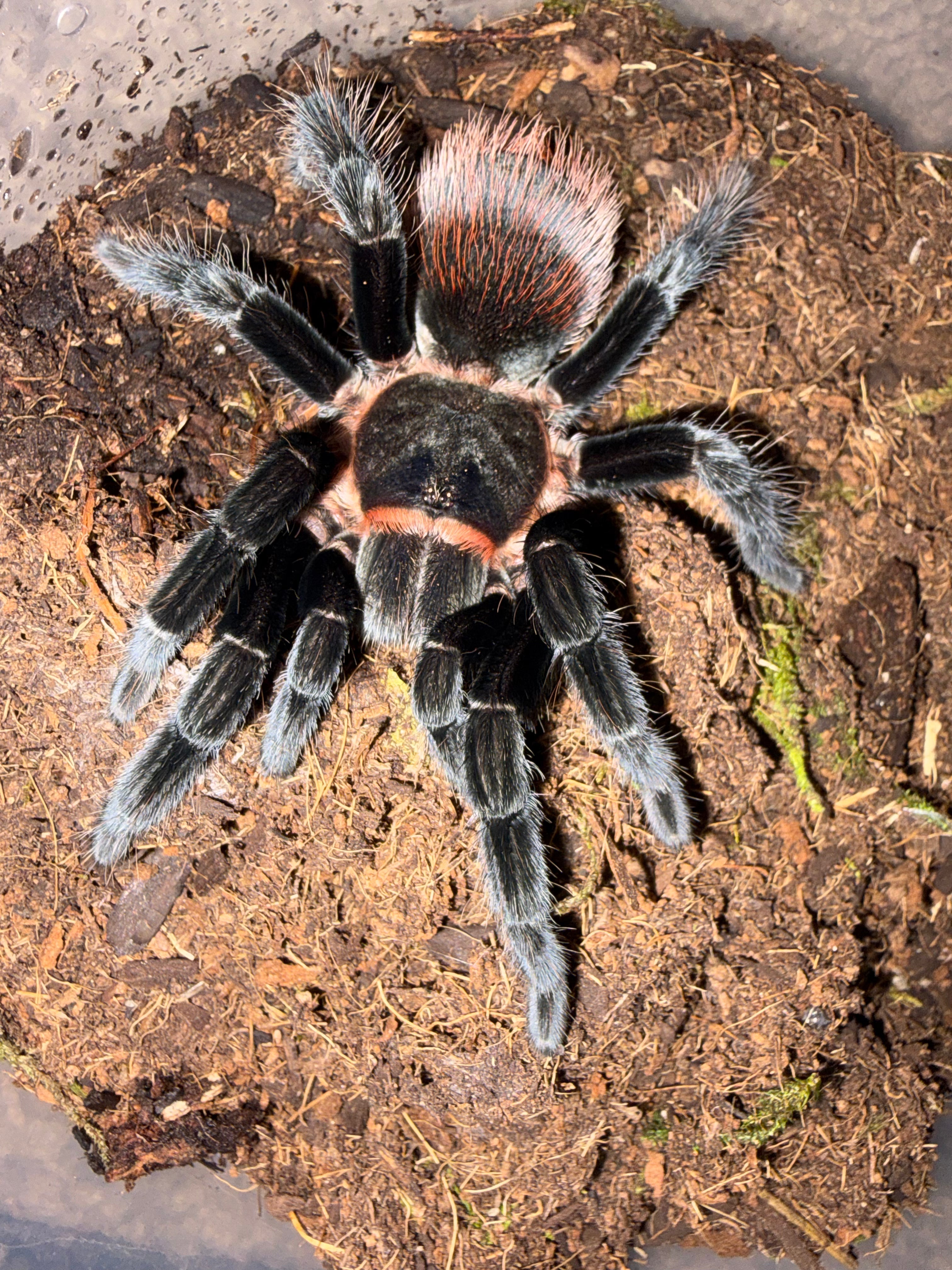 Mexican Red Rump Tarantula (Tliltocatl vagans) - 3.5" (Unsexed)