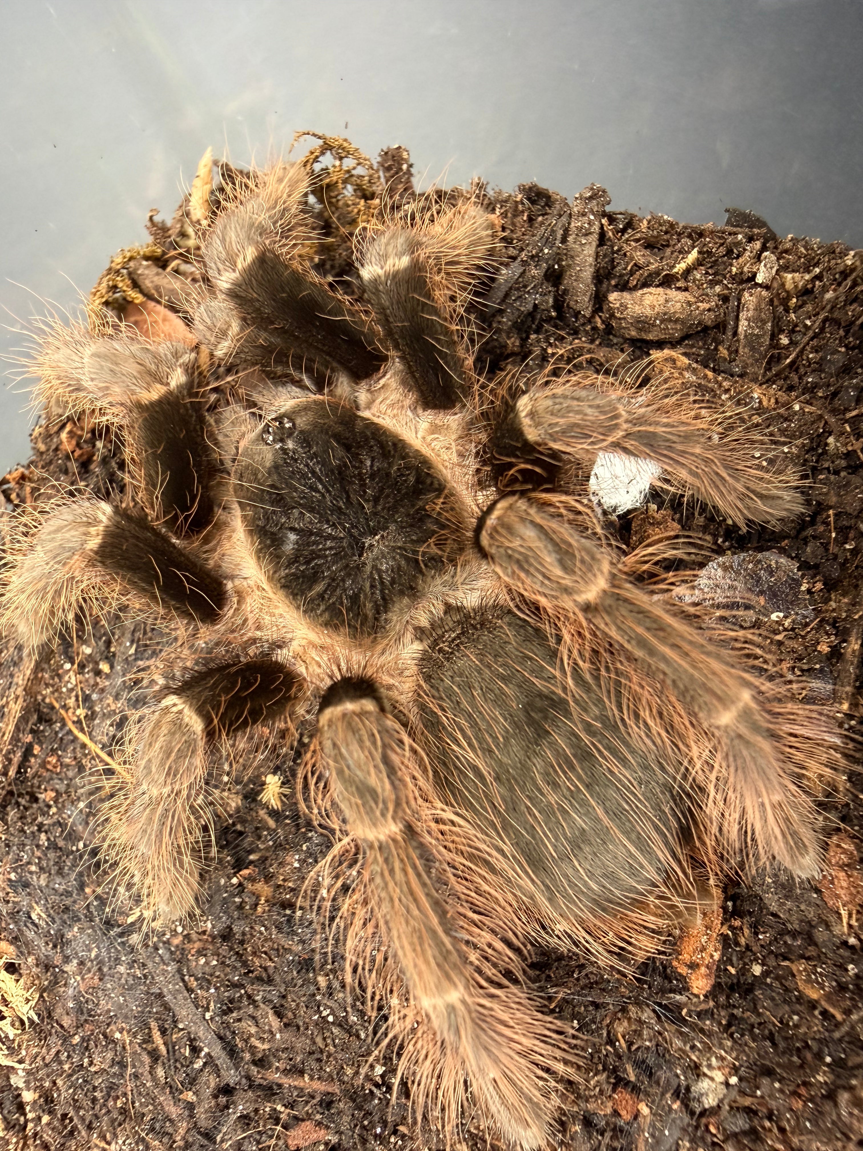 Brazilian Red Tarantula (Nhandu carapoensis) - 2.5-3" (Unsexed)