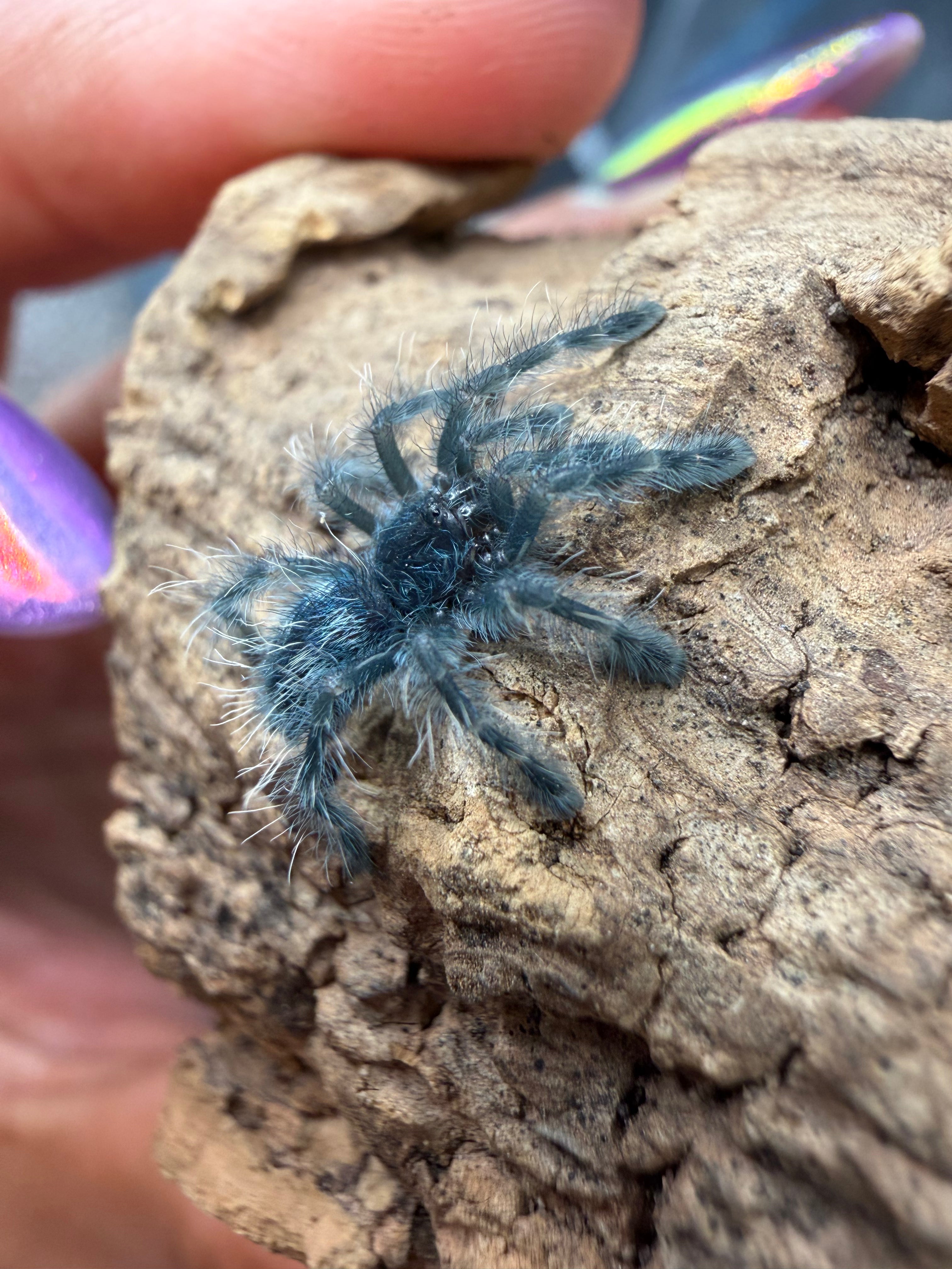 Antilles Pink Toe Tarantula (Caribena versicolor) - 0.5-0.75" (Sling) photo 2