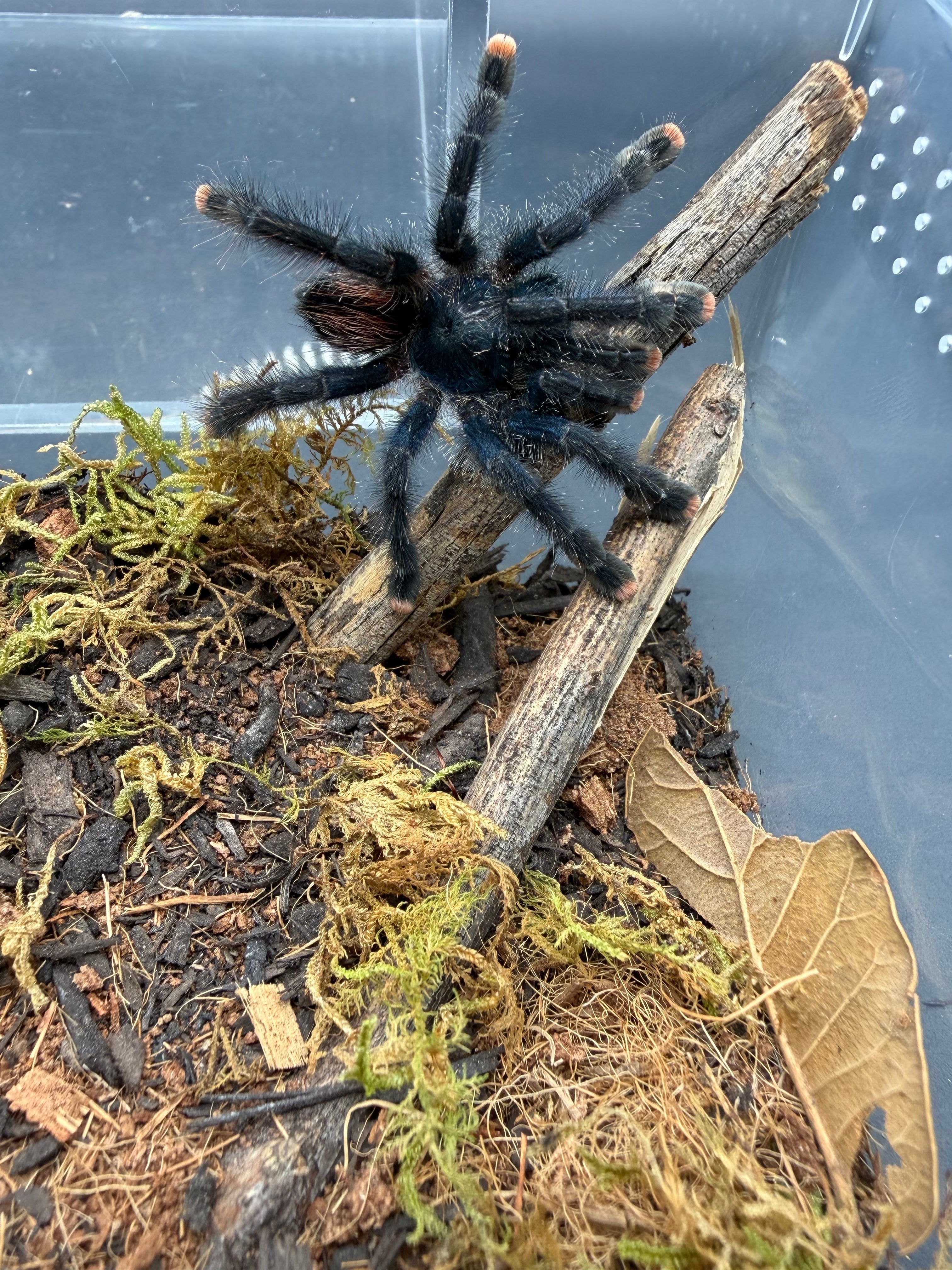 Guyana Pink Toe Tarantula (Avicularia avicularia) - 1" (Sling) photo 2