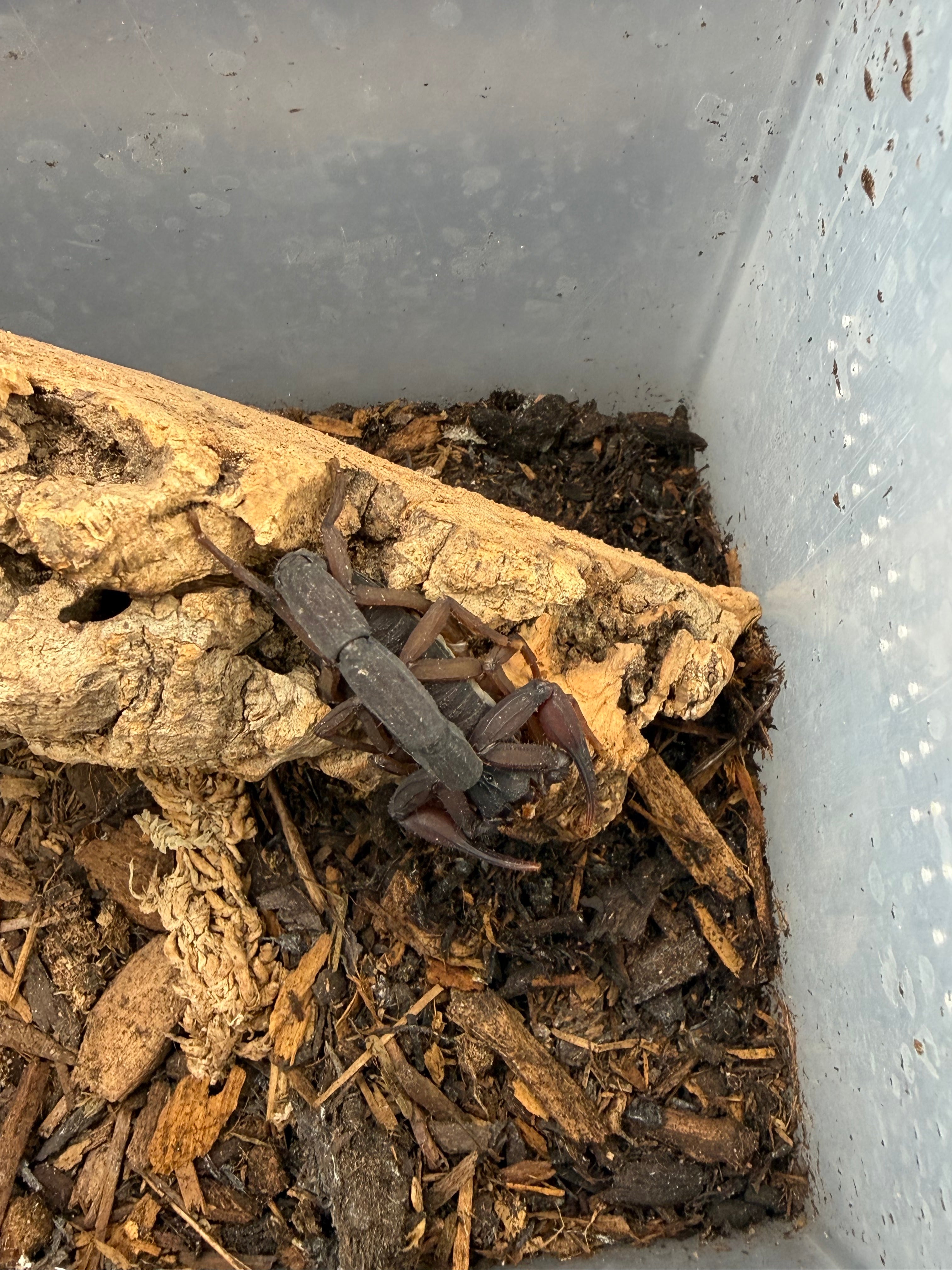 Florida Bark Scorpion (Centruroides gracilis) Sexed Pair - Confirmed Female, Best Guess Male - 3-4" WC photo 3