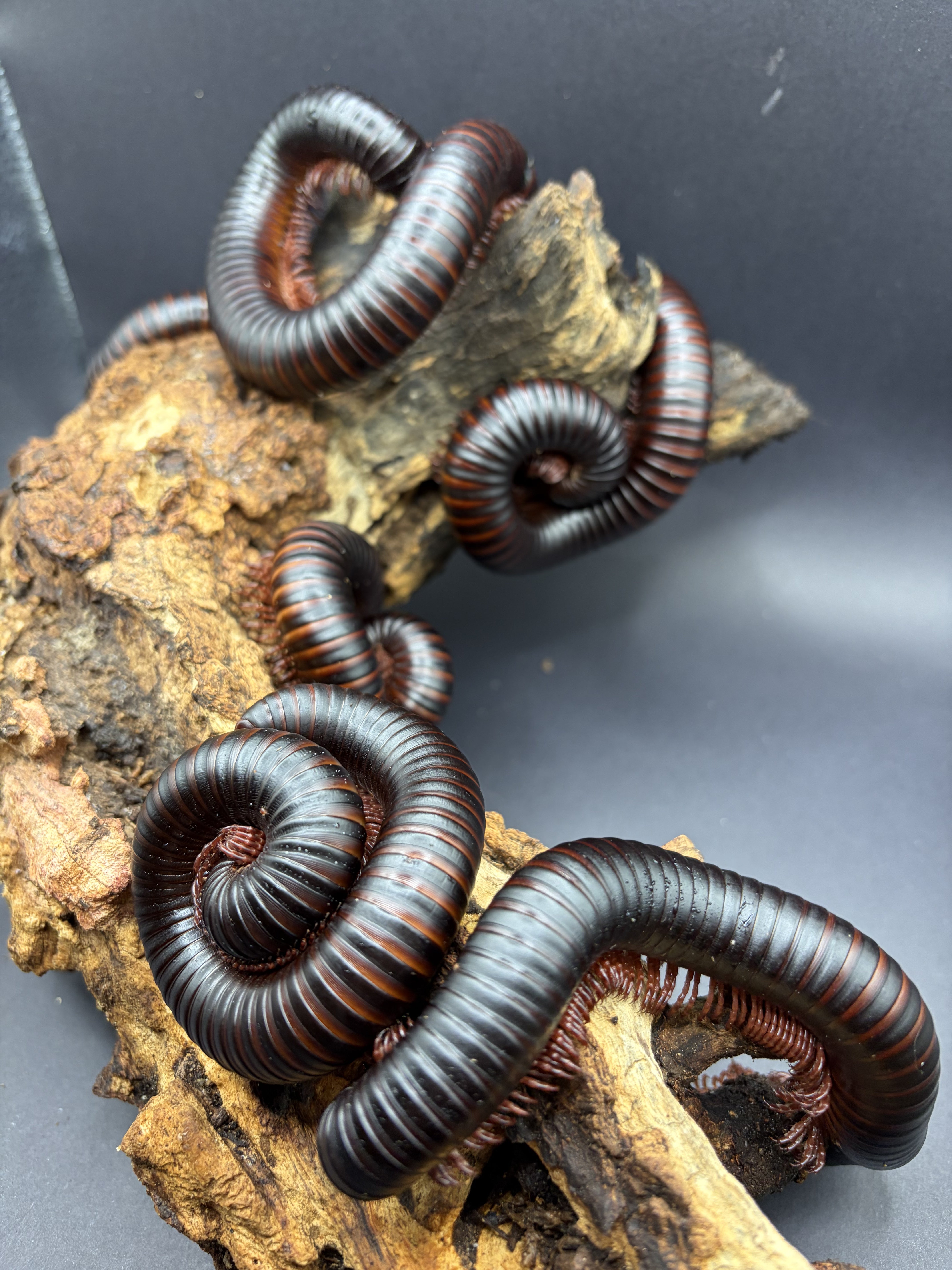 10 Count Lot - African Giant Millipede (Archispirostreptus gigas) - 5-8" (Medium-Large WC)