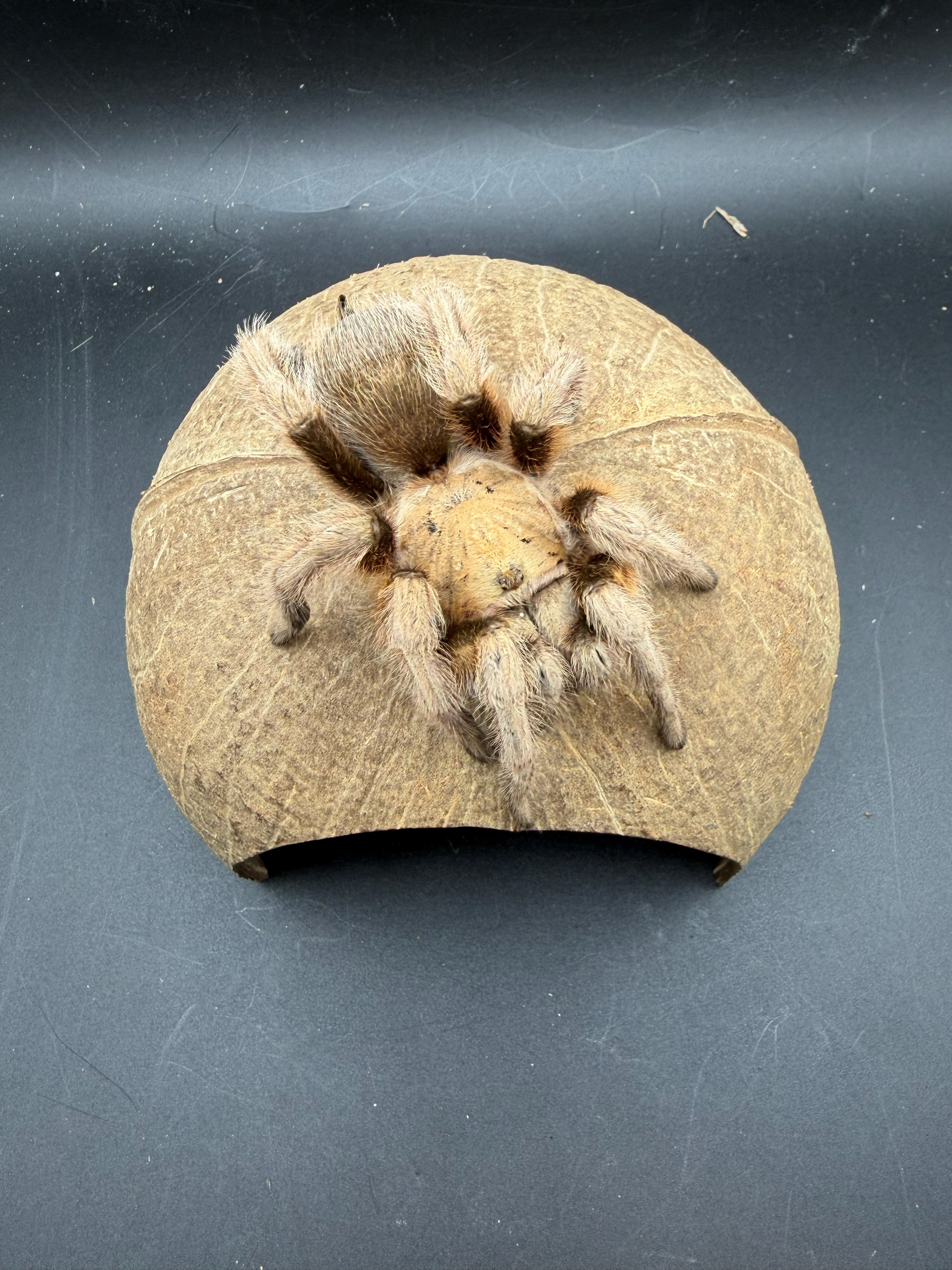Coconut Hide photo 2