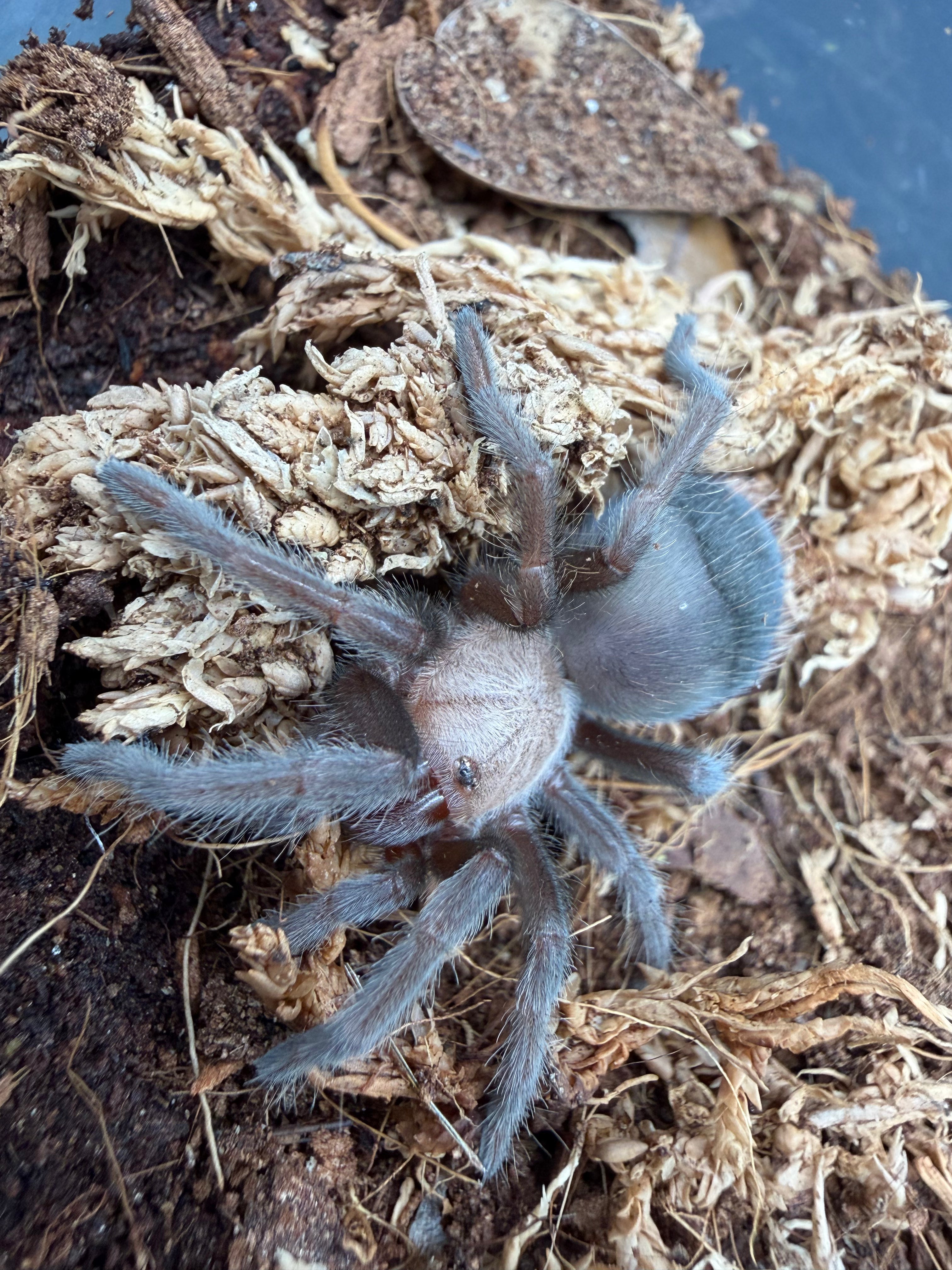 Mexican Golden Red Rump Tarantula (Brachypelma albiceps) - 2" (Juvenile) photo 2