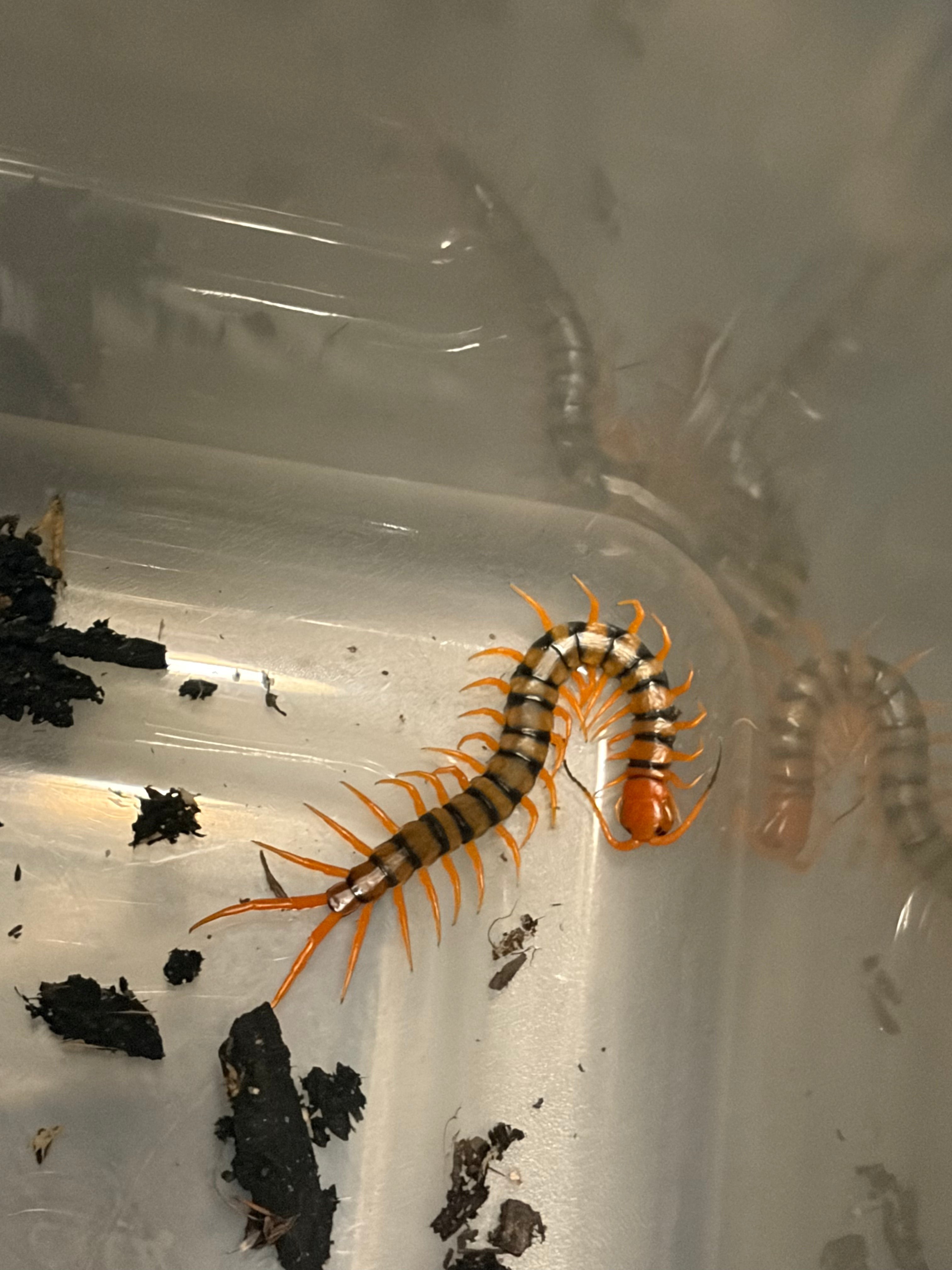 Chinese Beauty Centipede (Scolopendra multidens 'Red') - 2" Pedeling