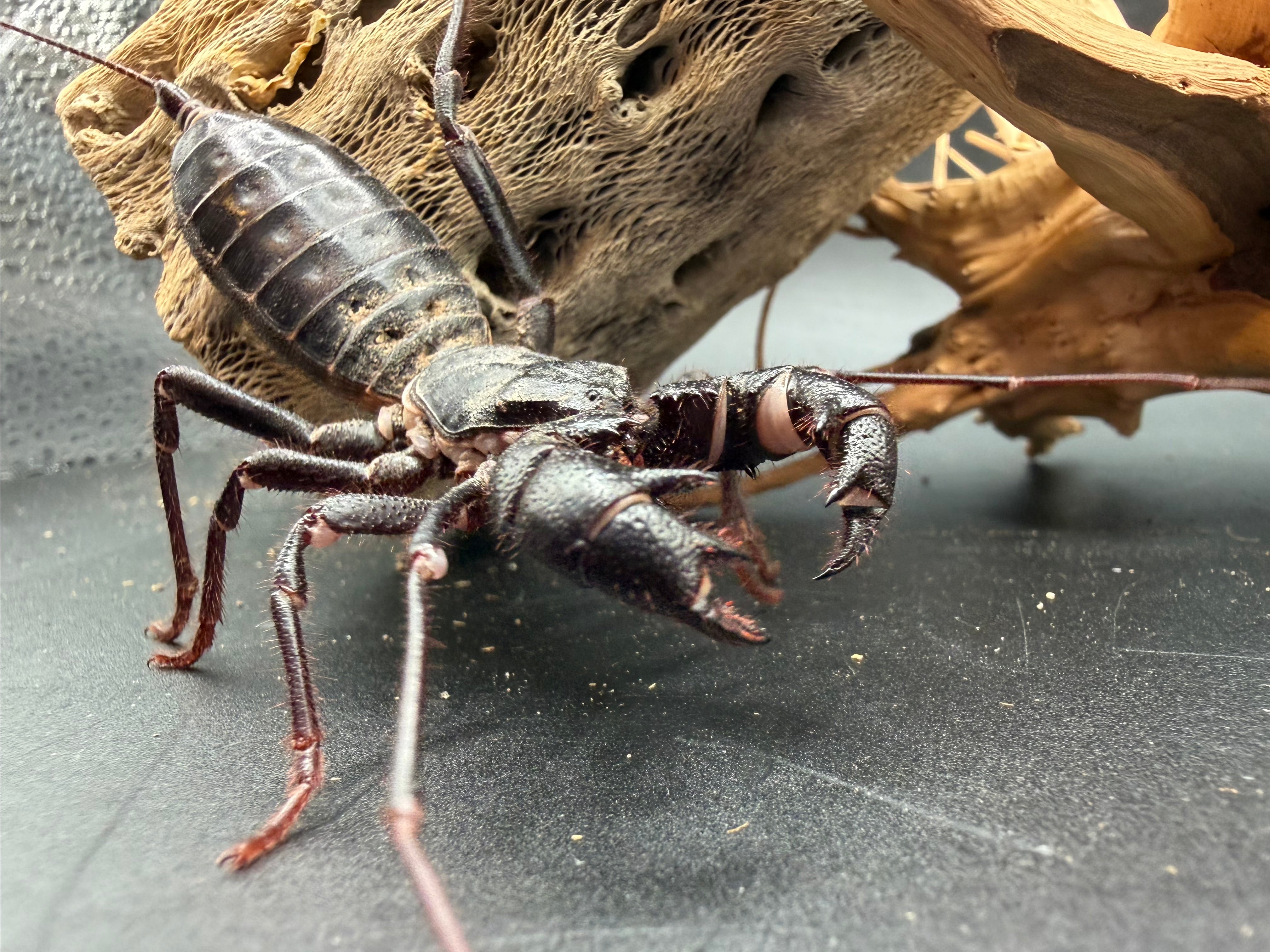 Texas Giant Vinegaroon (Mastigoproctus giganteus) - 2-3" body (Adult WC)