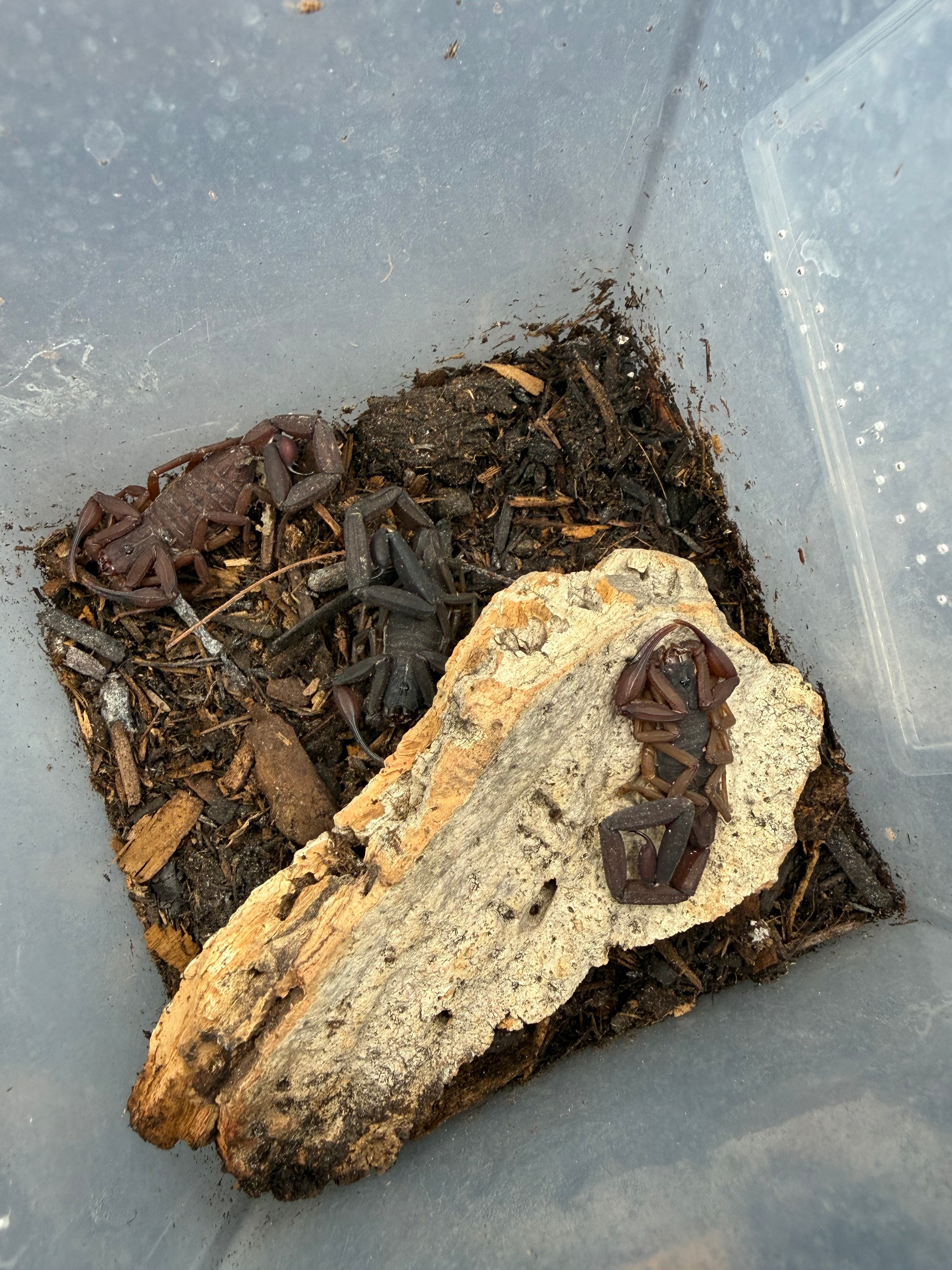 3 Count Lot - Florida Bark Scorpion (Centruroides gracilis) - 3-4" (Adult WC) photo 3
