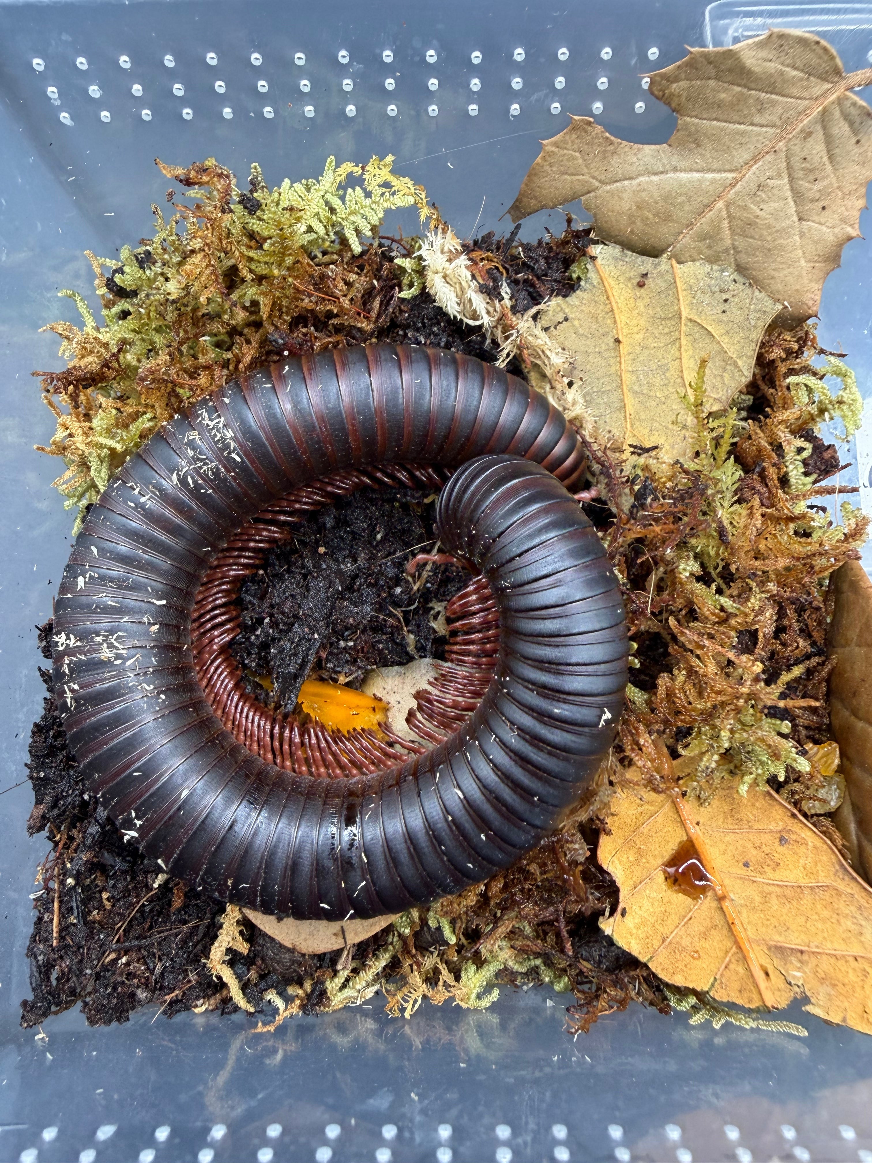 African Giant Millipede (Archispirostreptus gigas) - 5-8" (Medium-Large WC)
