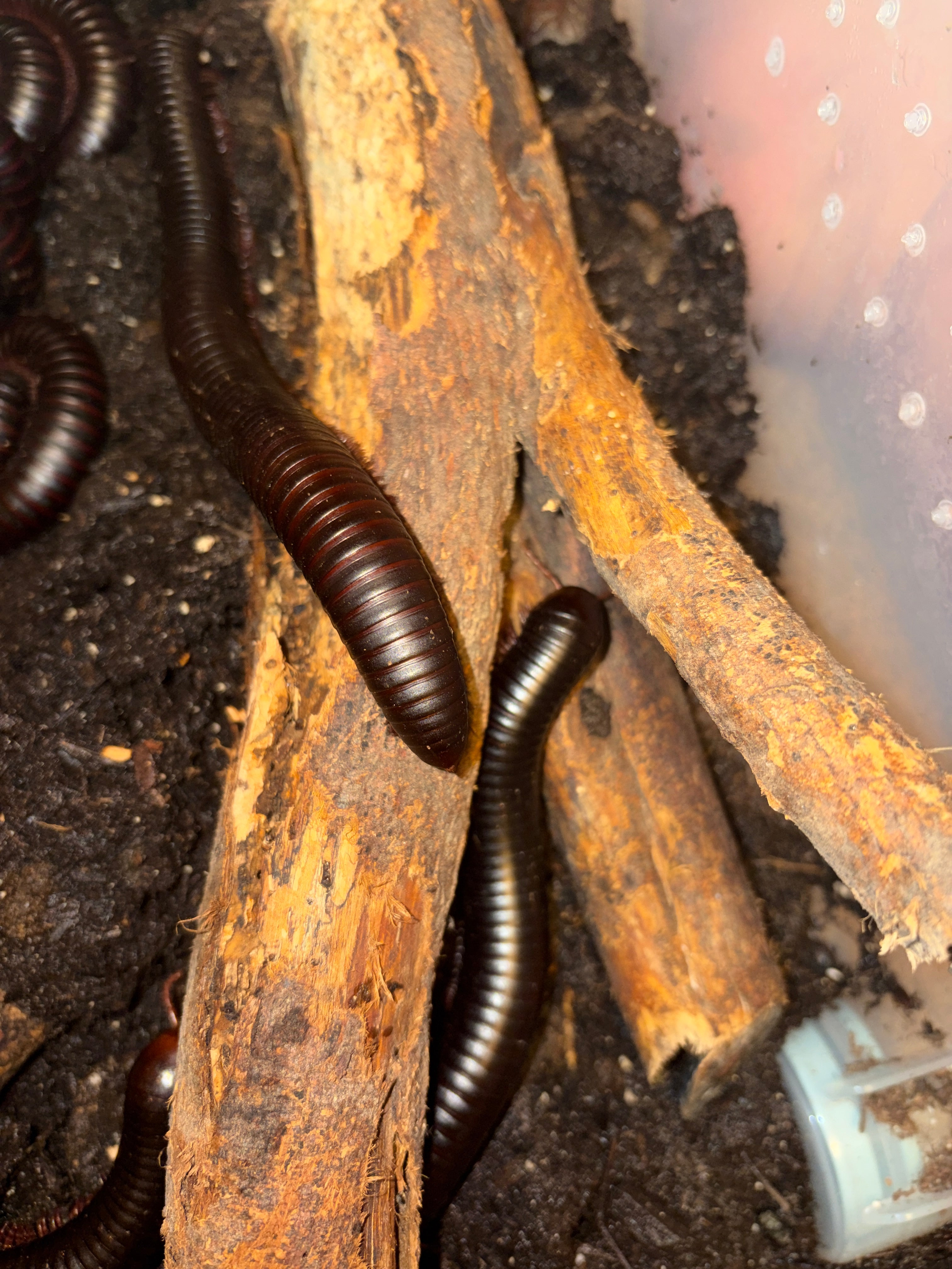 African Giant Millipede (Archispirostreptus gigas) Sexed Pair - Confirmed - 5-8" (Medium-Large WC) photo 3
