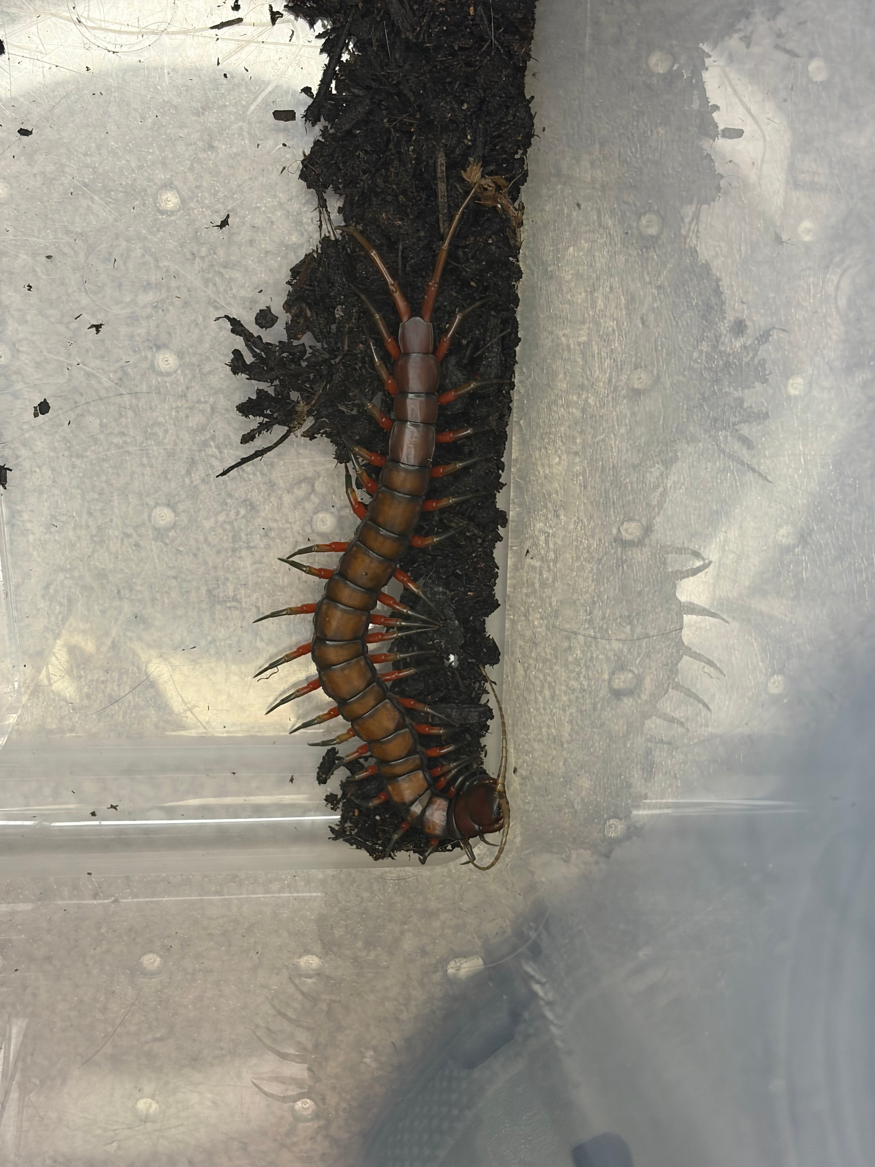 Celebes Rainbow Centipede (Scolopendra subspinipes) - 6-8" (Adult WC)