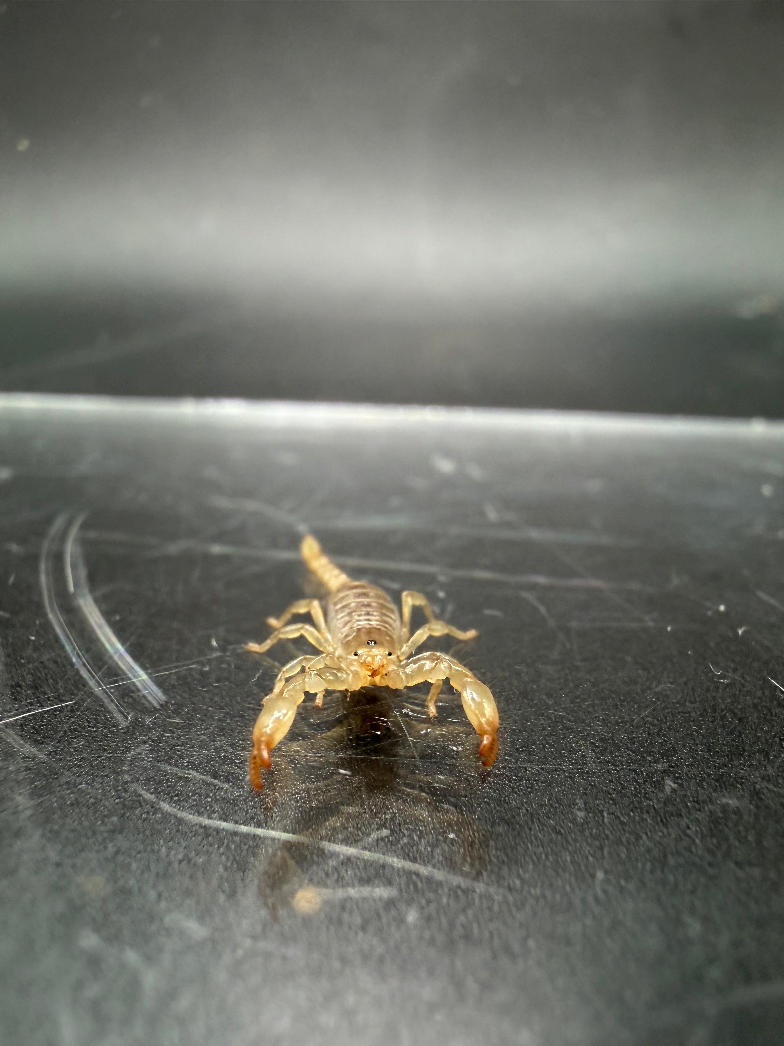 Ruby Rock Scorpion (Diplocentrus spitzeri) - 1/4-1/2" (2i/3i CB) photo 3