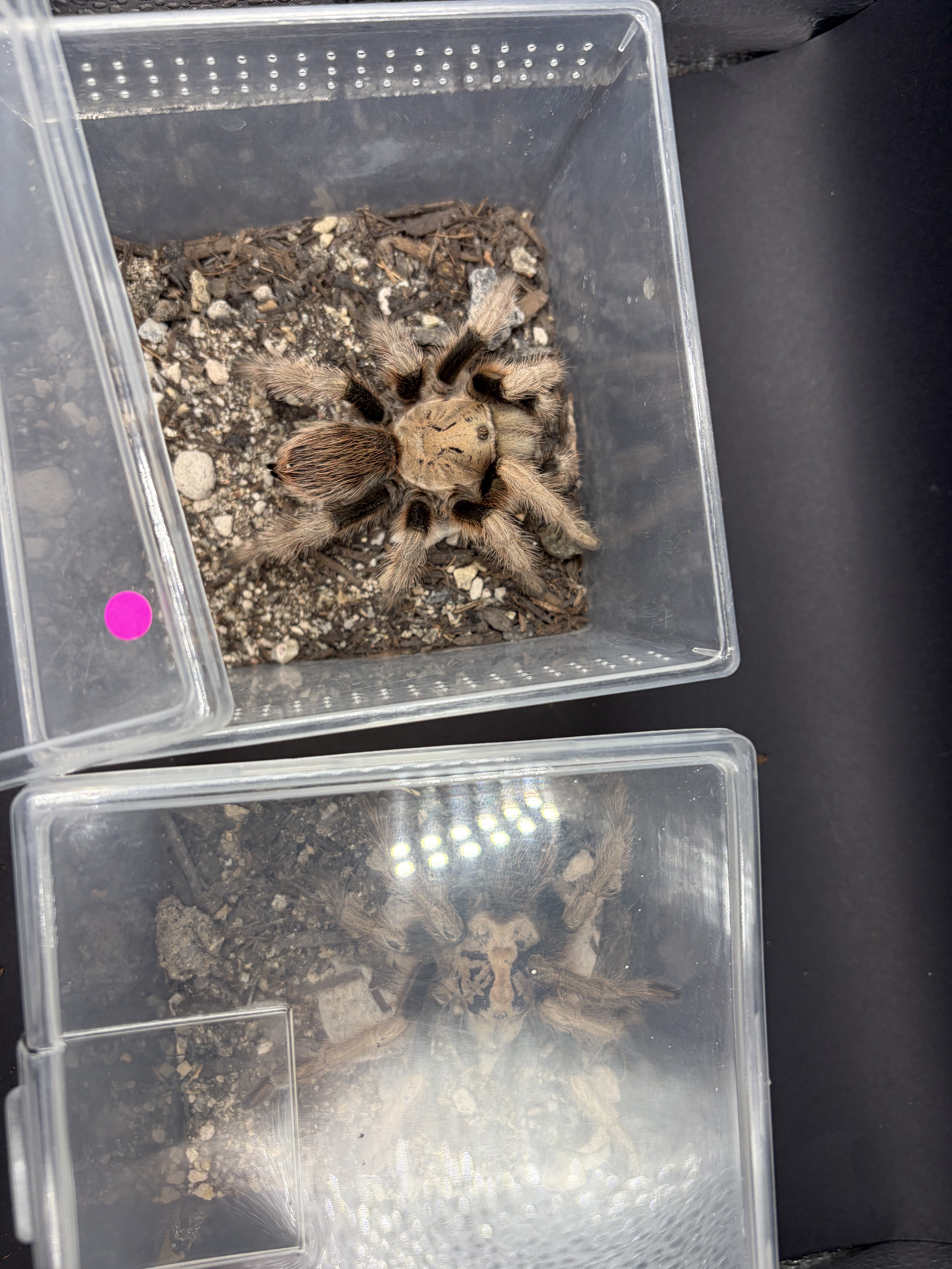 Arizona Blonde Tarantula (Aphonopelma chalcodes) Sexed Pair - Best Guess - 2.5-6" leg span (Sub-adult to Adult) photo 3