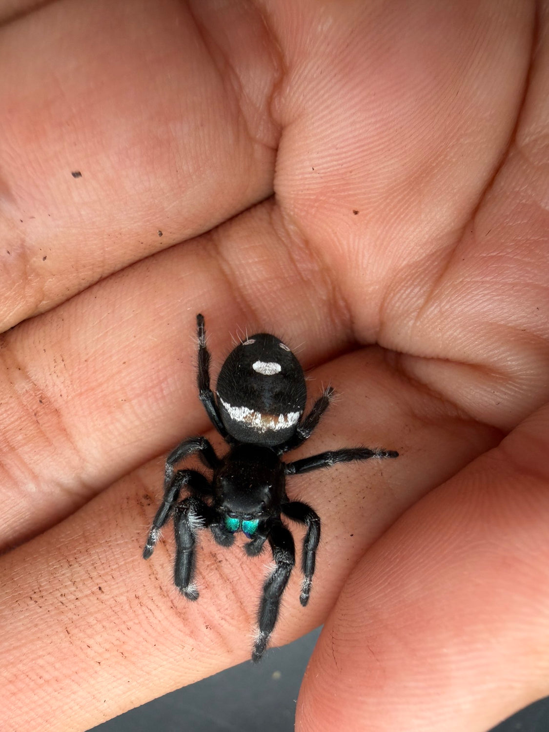Regal Jumping Spider (Phidippus regius) 019 - 0.5-0.9" body (Juvenile/Adult) WC photo 3
