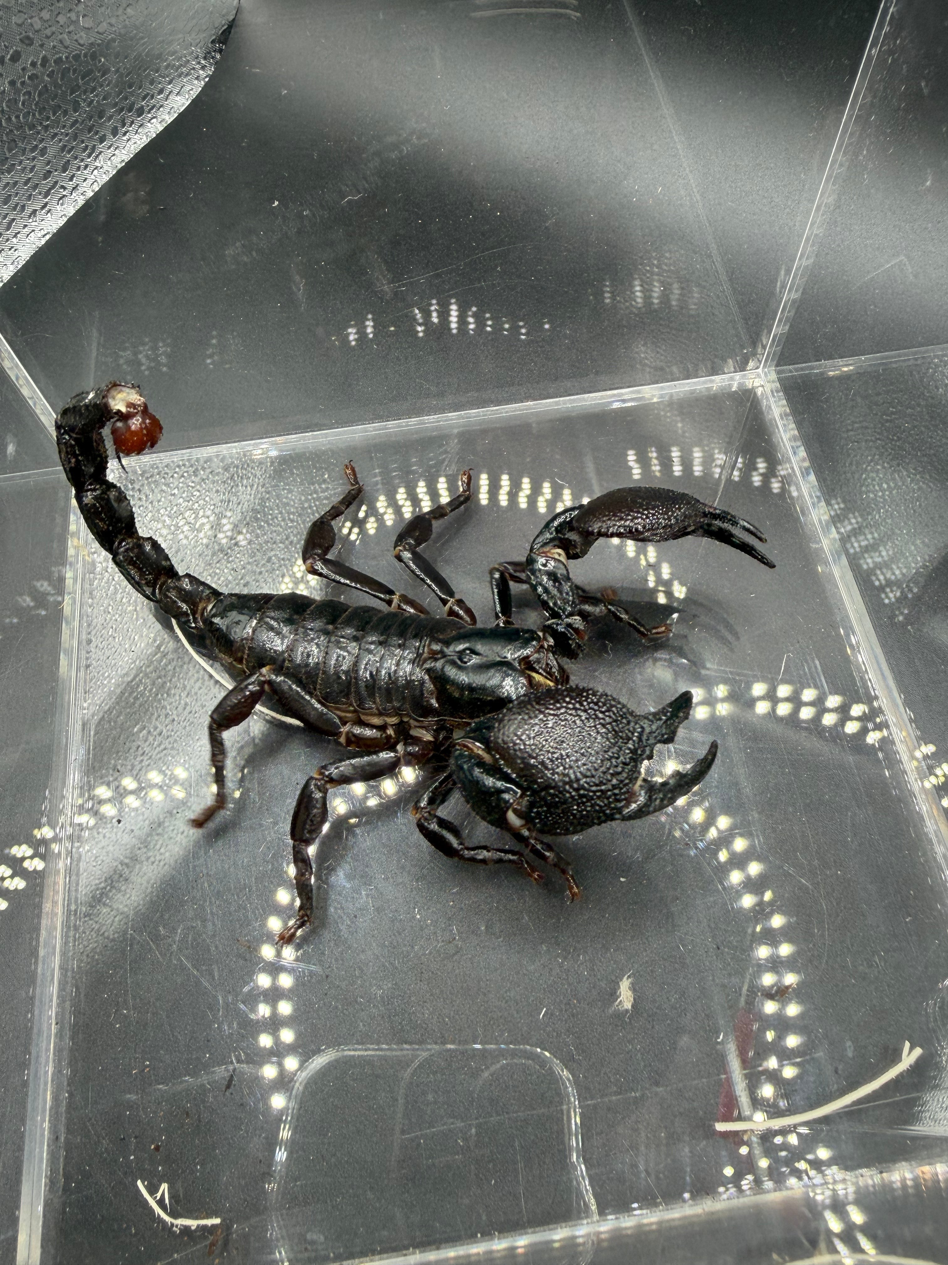 Emperor Scorpion (Pandinus imperator) - 2-5" (Mixed Sizes WC) photo 2