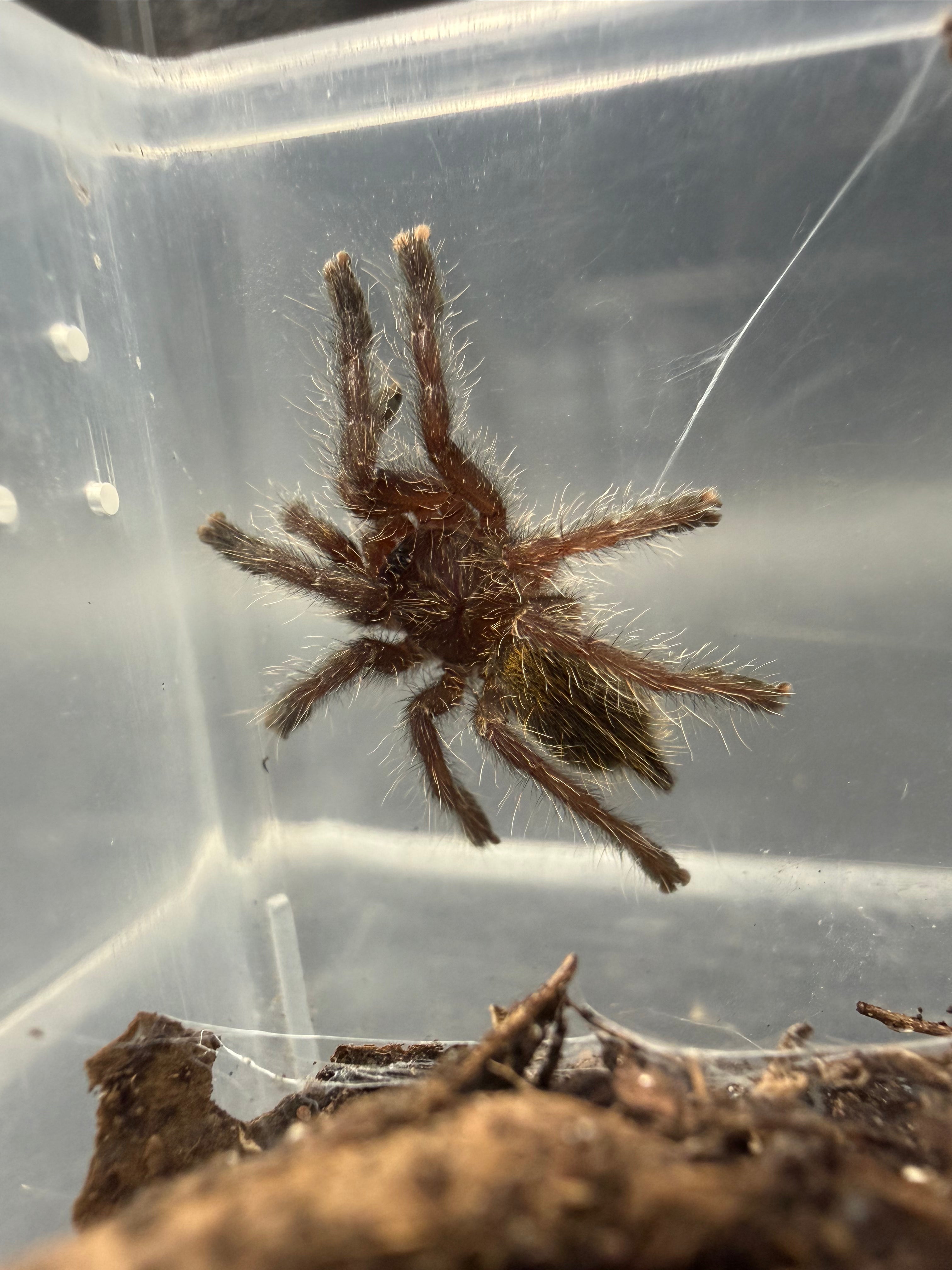 Gold & Orange Baboon Tarantula (Pterinochilus murinus DCF 'Kigoma') - 1-1.25" (Sling)