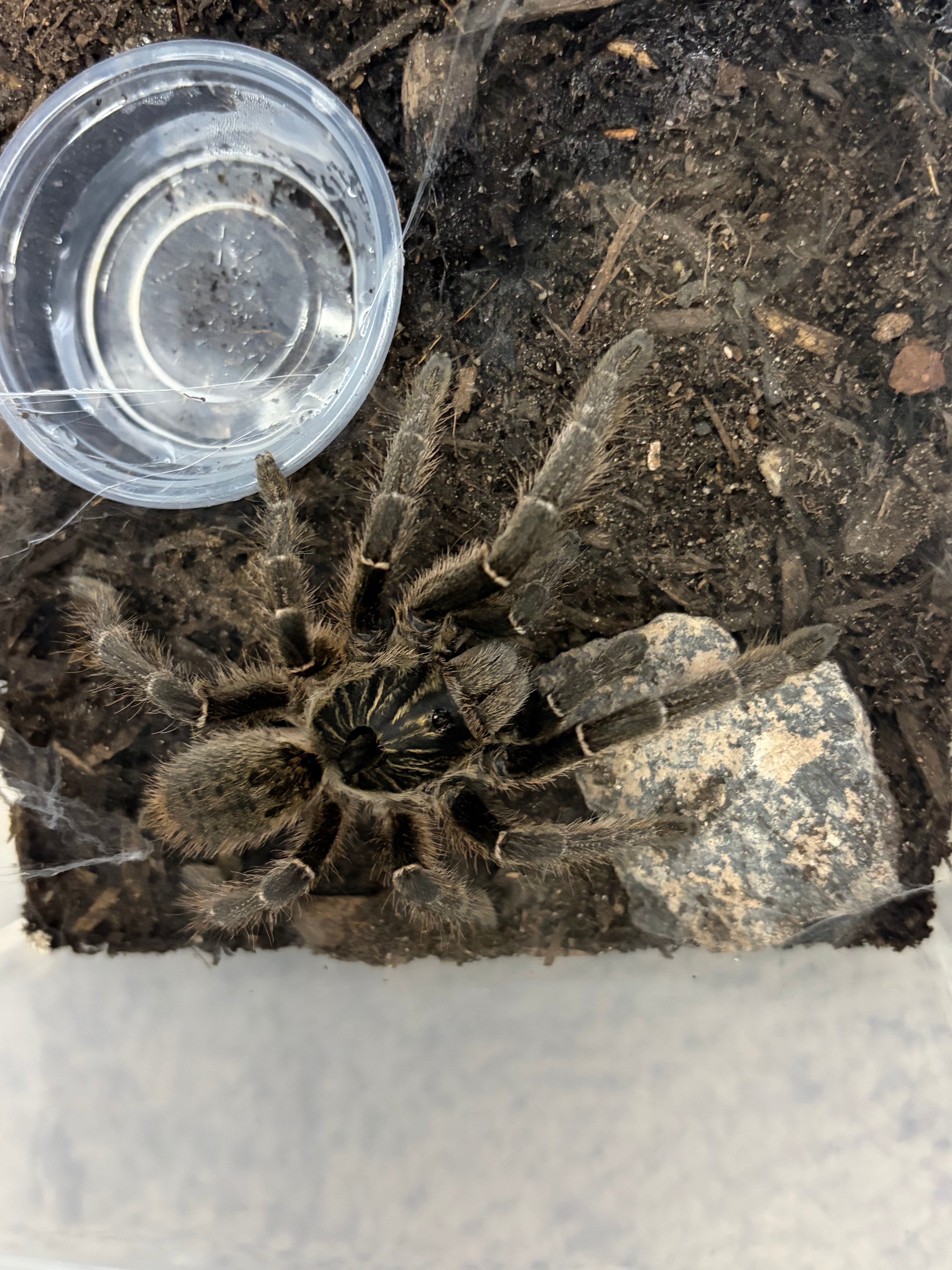 Unicorn Horned Baboon Tarantula (Ceratogyrus marshalli) - 2.5-3" (Unsexed) photo 3