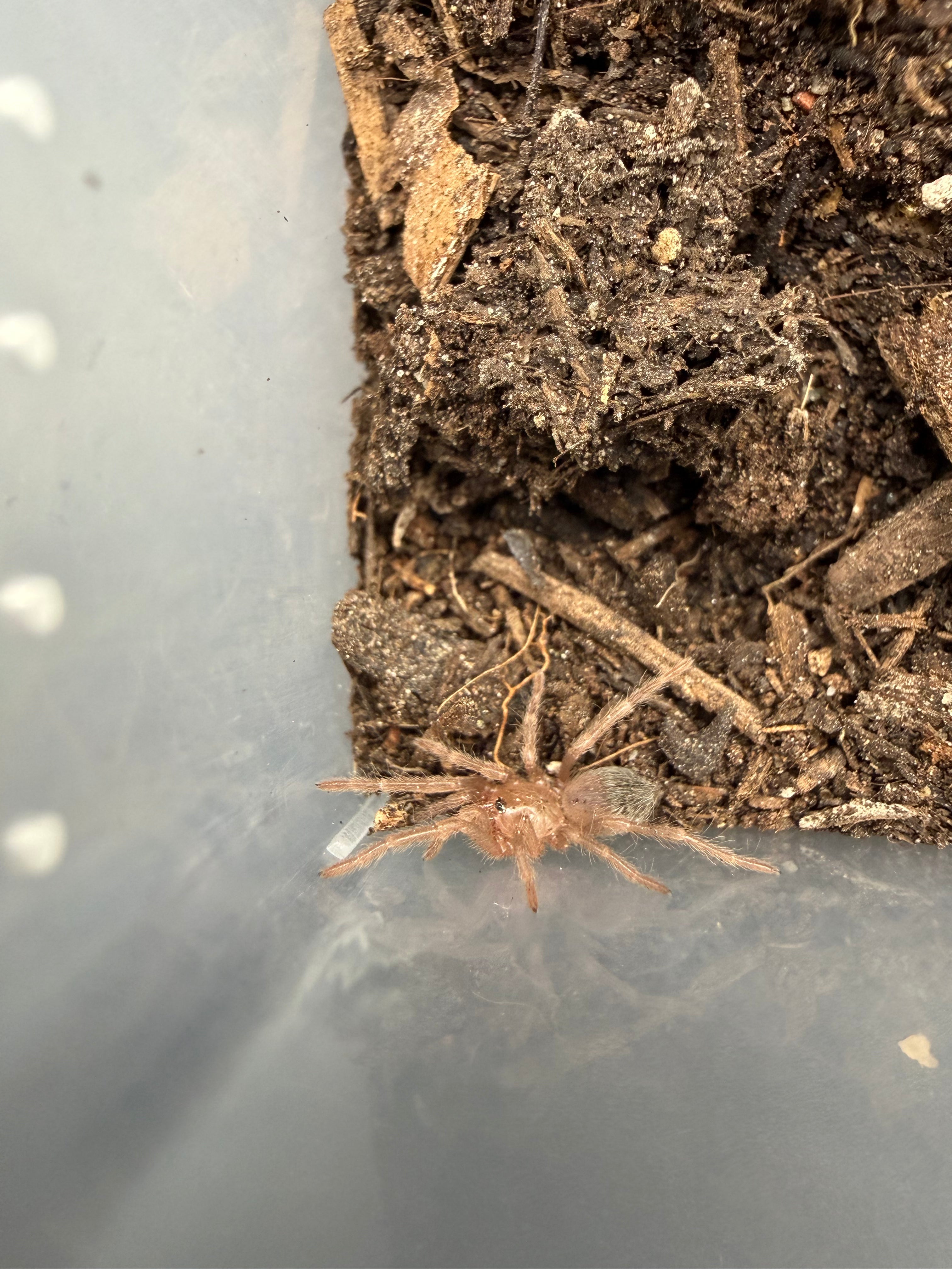 Salmon Pink Bird Eater Tarantula (Lasiodora parahybana) - 0.5" (Sling) photo 3
