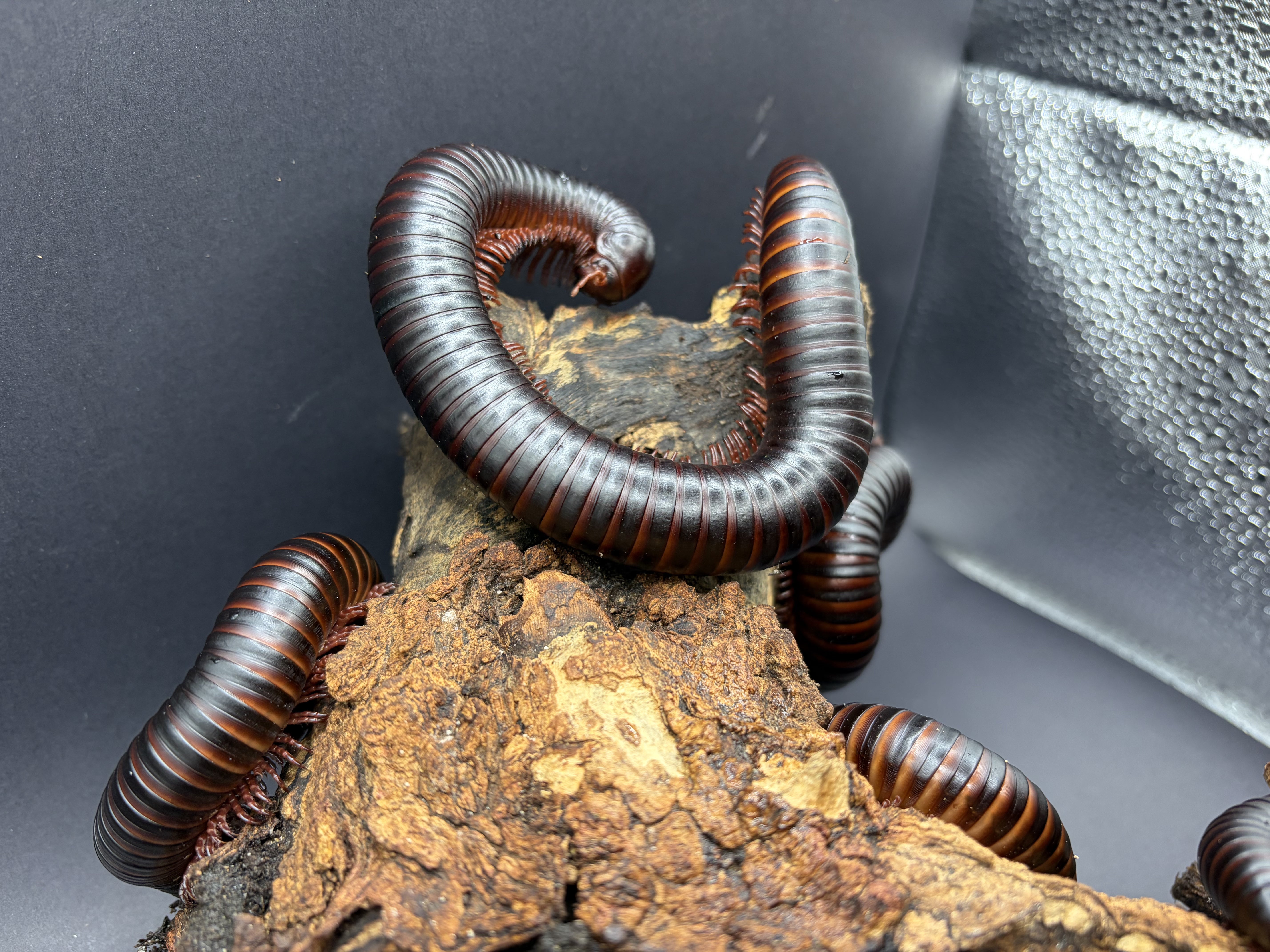 2 Count Lot - African Giant Millipede (Archispirostreptus gigas) - 5-8" (Medium-Large WC)