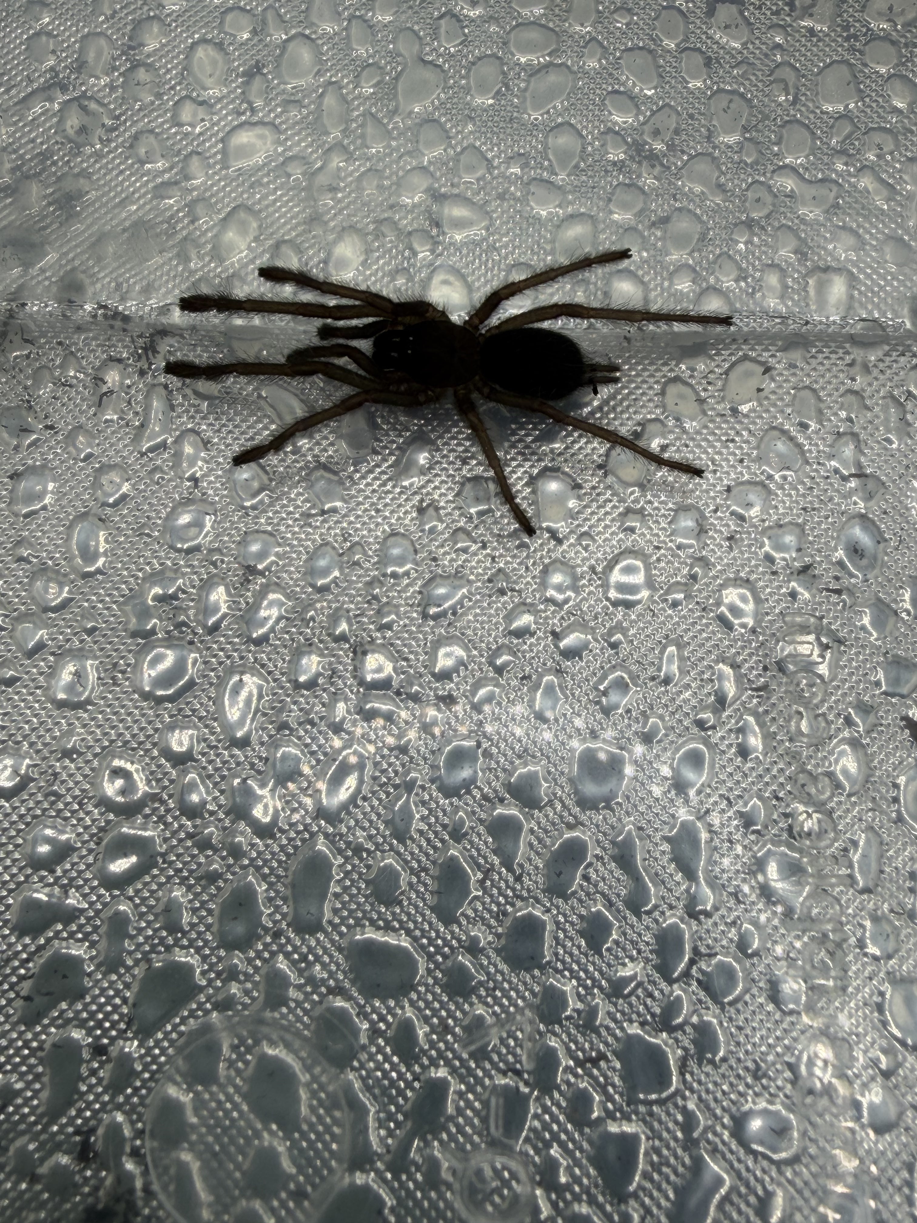 Electric Blue Tarantula (Chilobrachys natanicharum) - 0.75" (Sling)