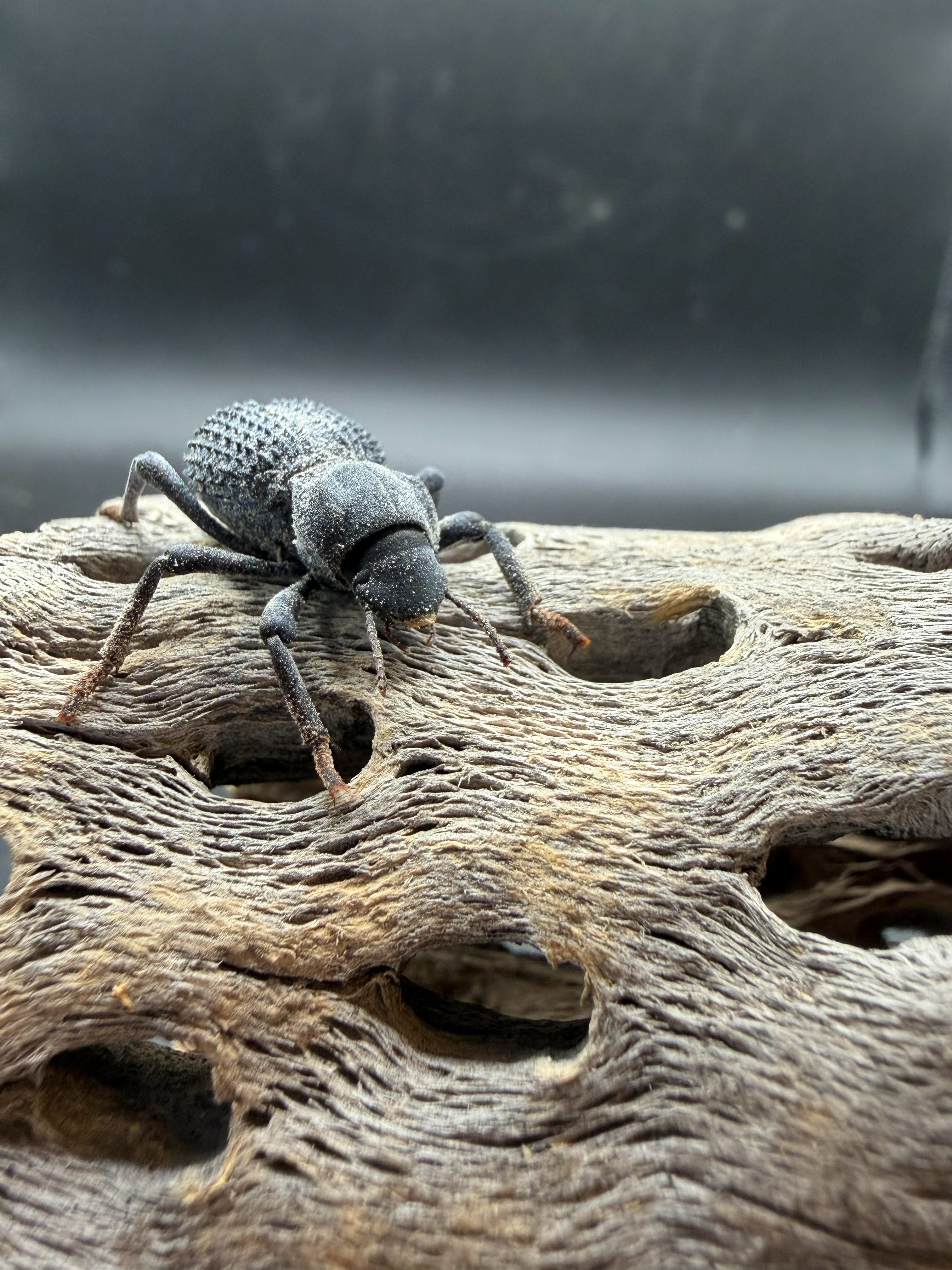 Blue Death Feigning Beetle (Asbolus verrucosus) - 1" (Adult WC) photo 2