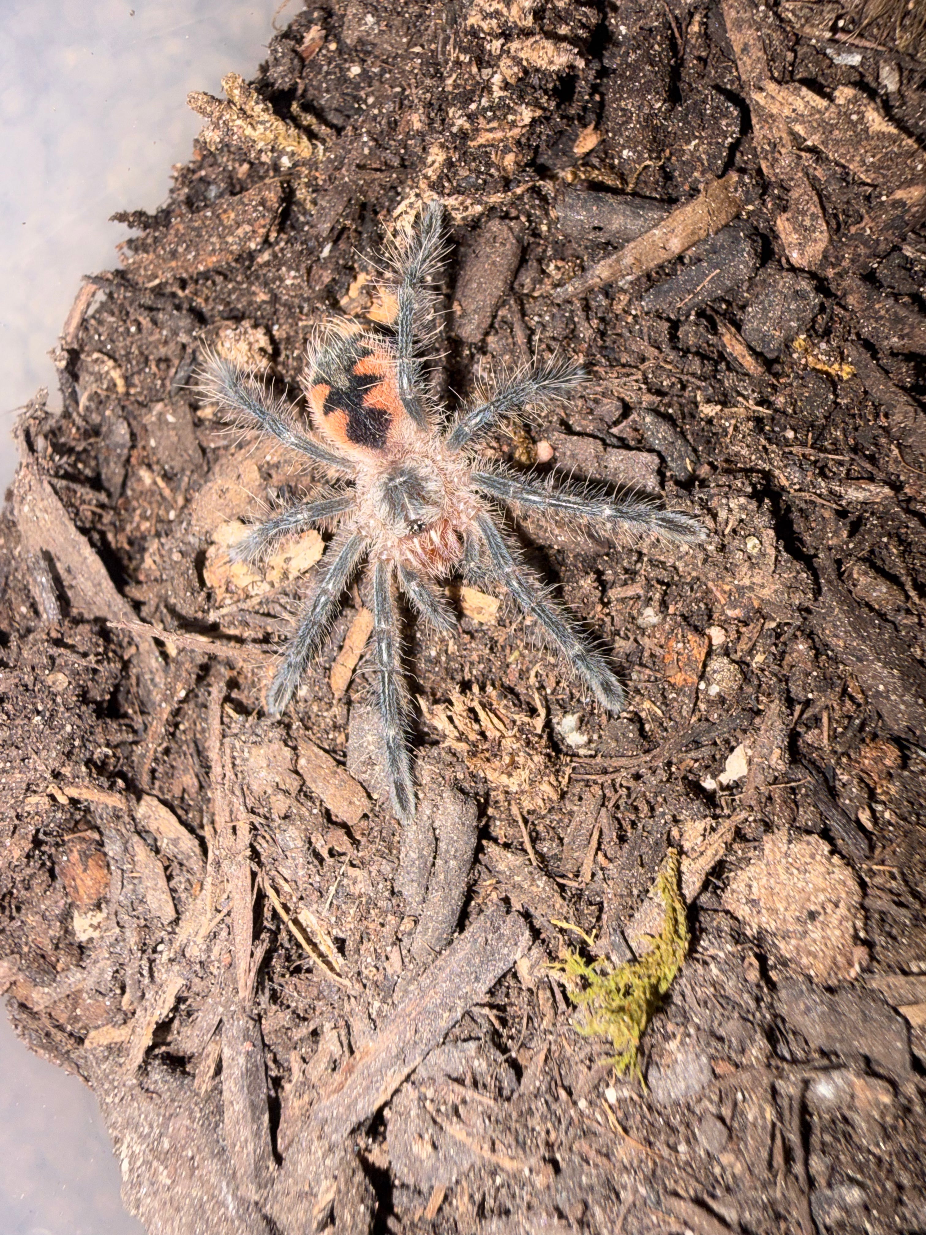 Midnight Black Birdeater Tarantula (Pamphobeteus sp. 'Tigris') - 1.25-1.5" (Sling) photo 2