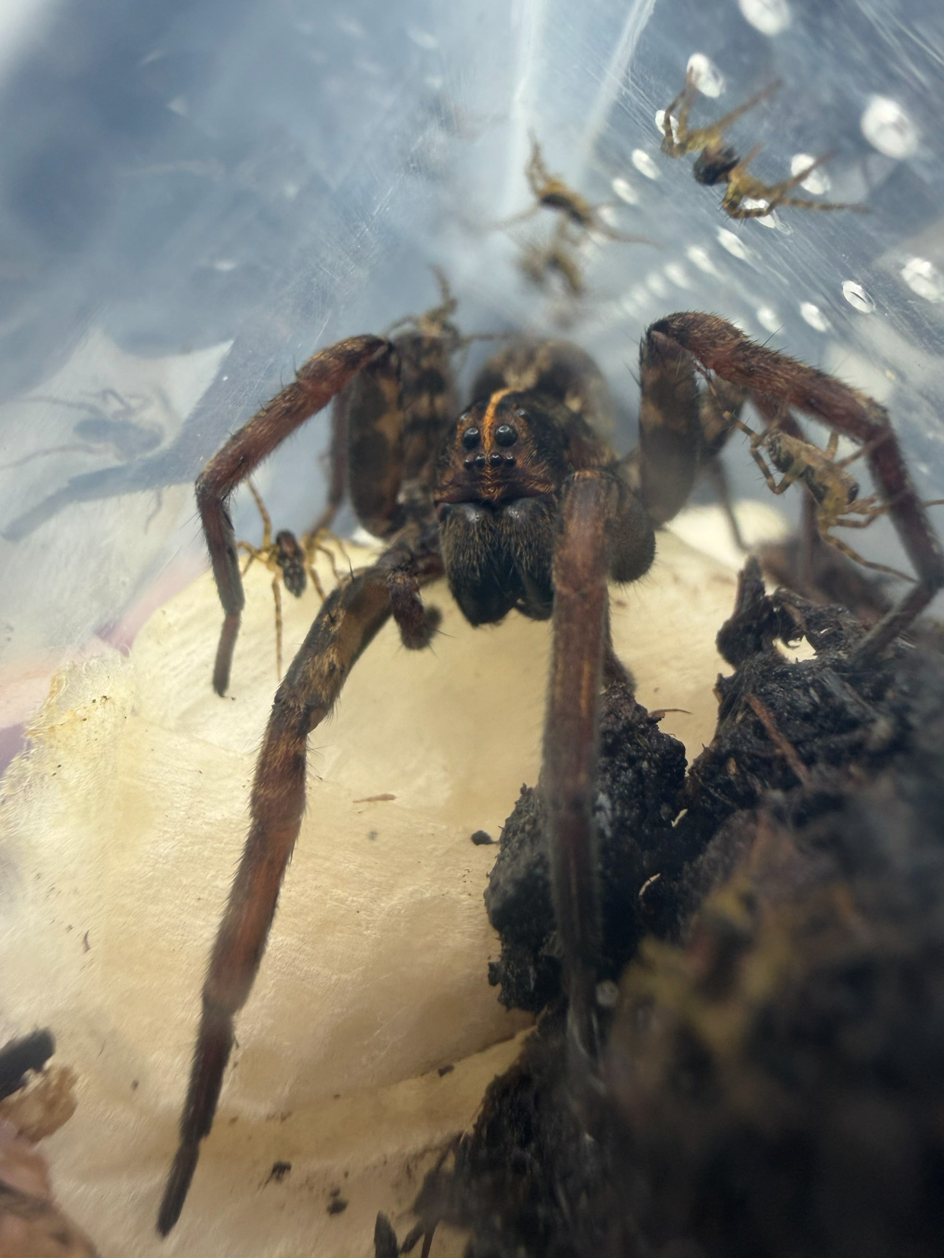 Georgia Black Wolf Spider (Tigrosa georgicola) - CB 1/8-1/4" photo 2