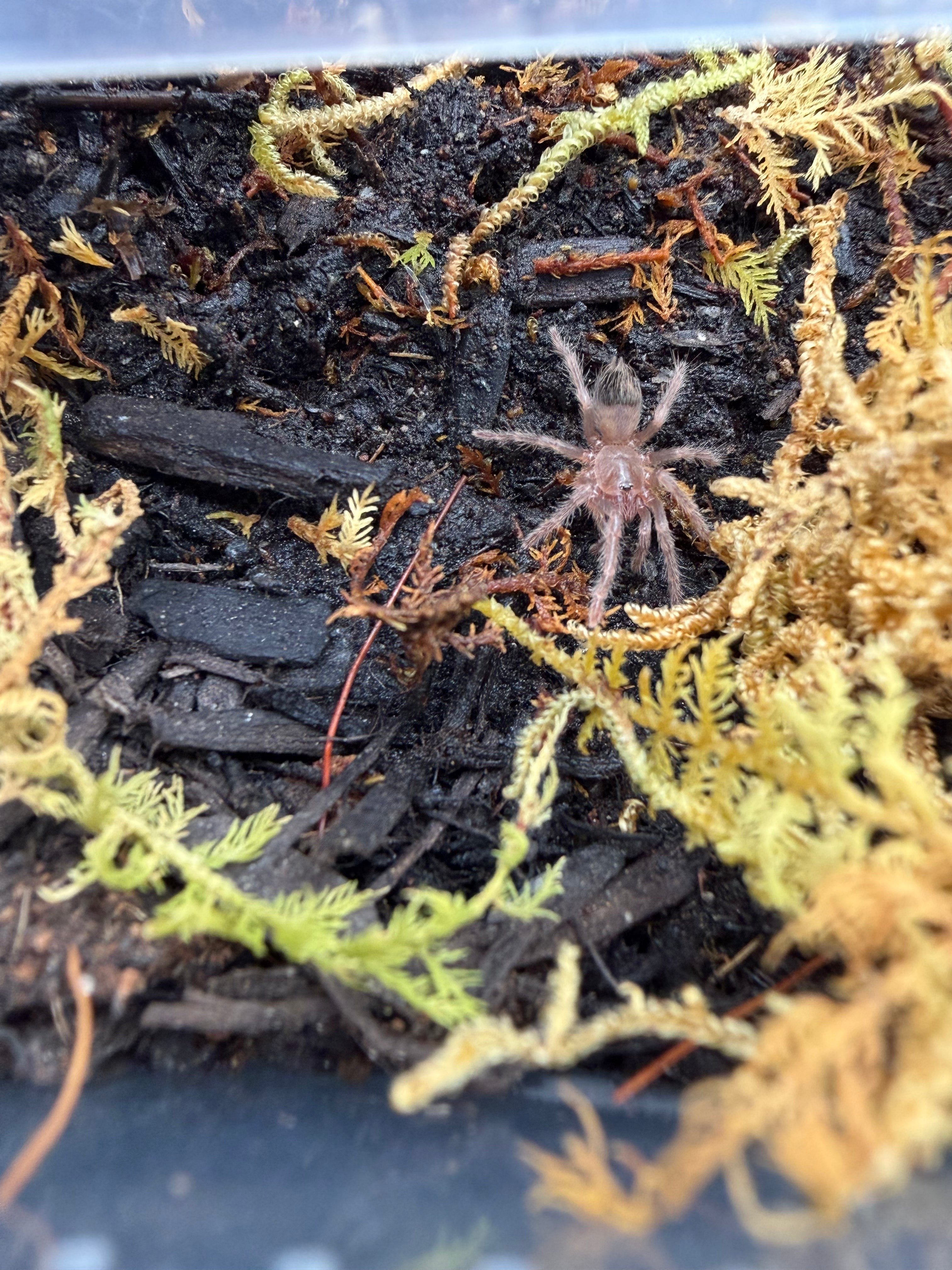 Brazilian Blue Tarantula (Lasiocyano sazimai) - 1/4-0.5" (Sling) photo 3