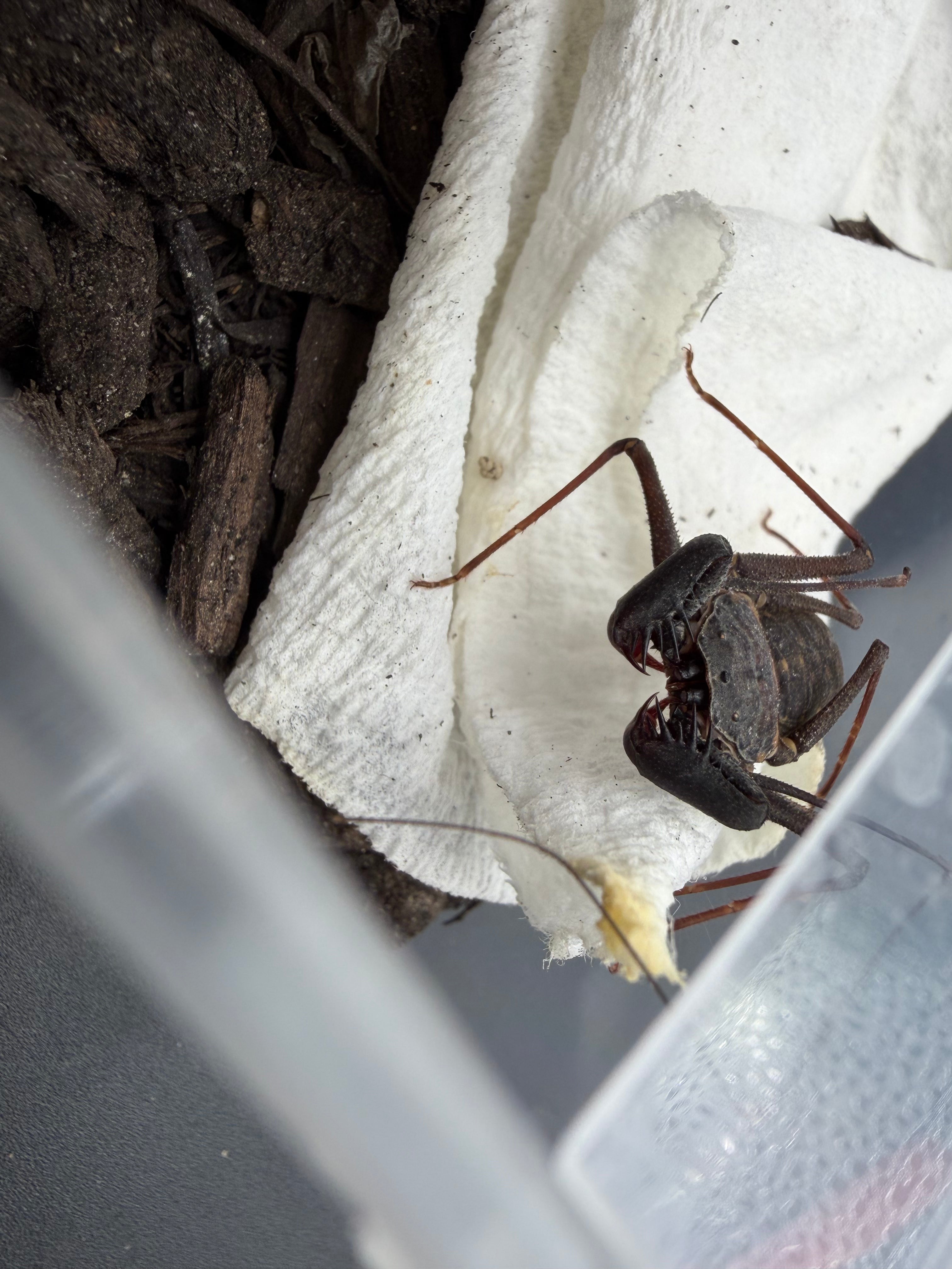 Florida Tailless Whipspider (Phrynus marginemaculatus) - 3/8-3/4" body (Mixed Sizes WC) photo 3