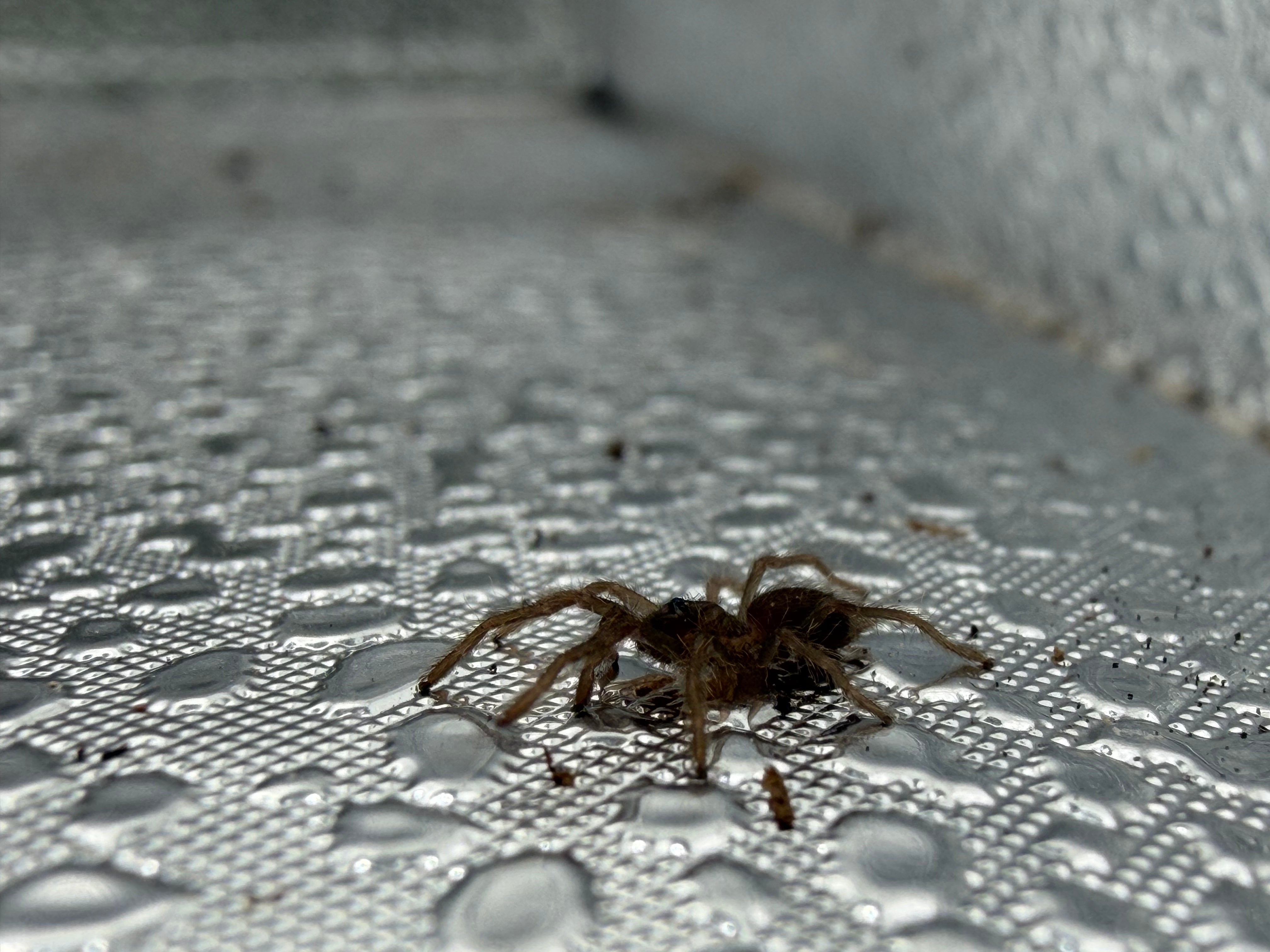Quezon Blue Earth Tiger Tarantula (Orphnaecus sp. "Quezon Blue") - 0.5" (Sling) photo 3