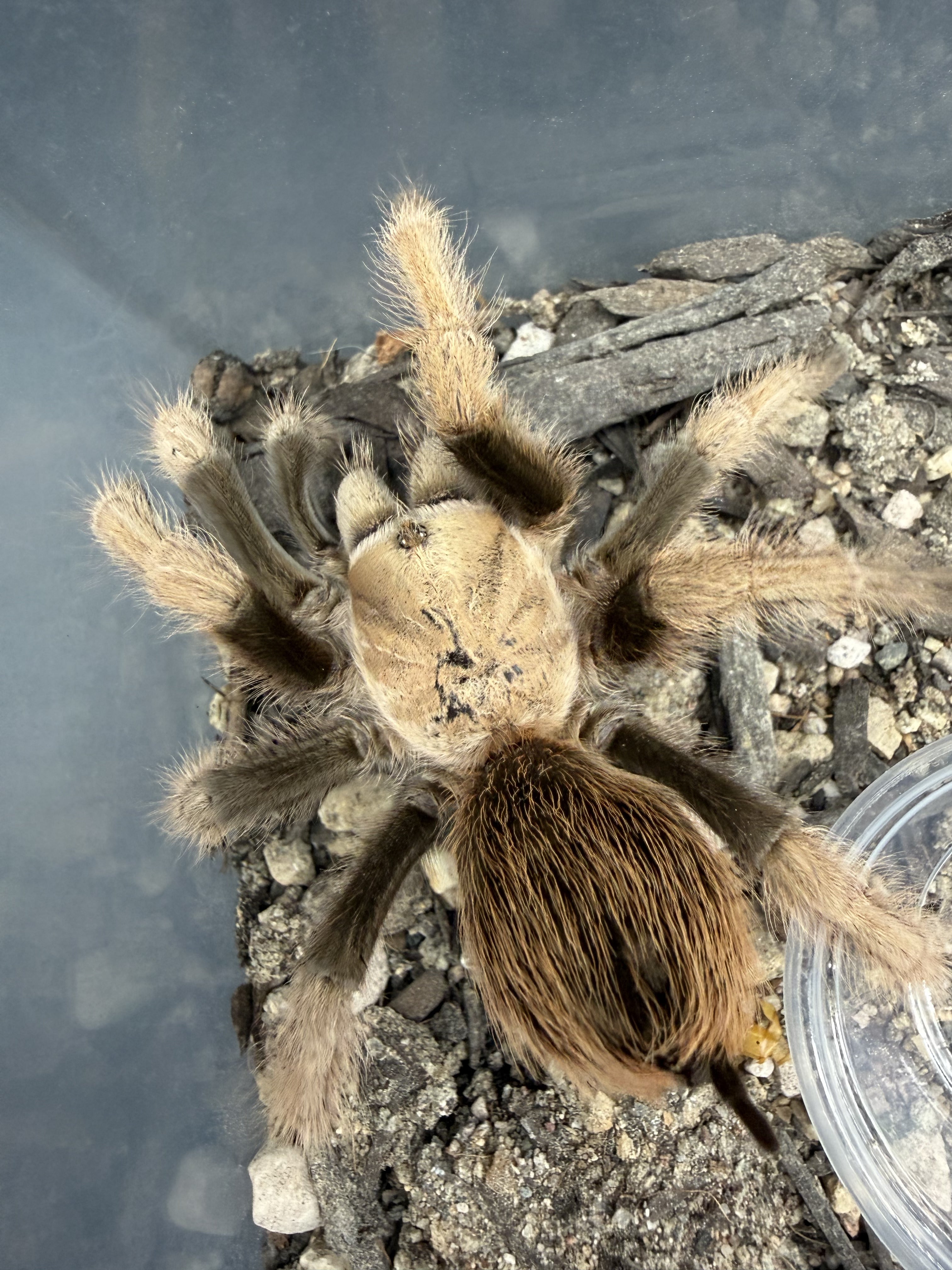 Arizona Blonde Tarantula (Aphonopelma chalcodes) - 4-6.5" leg span (Adult Female, New River Morph)