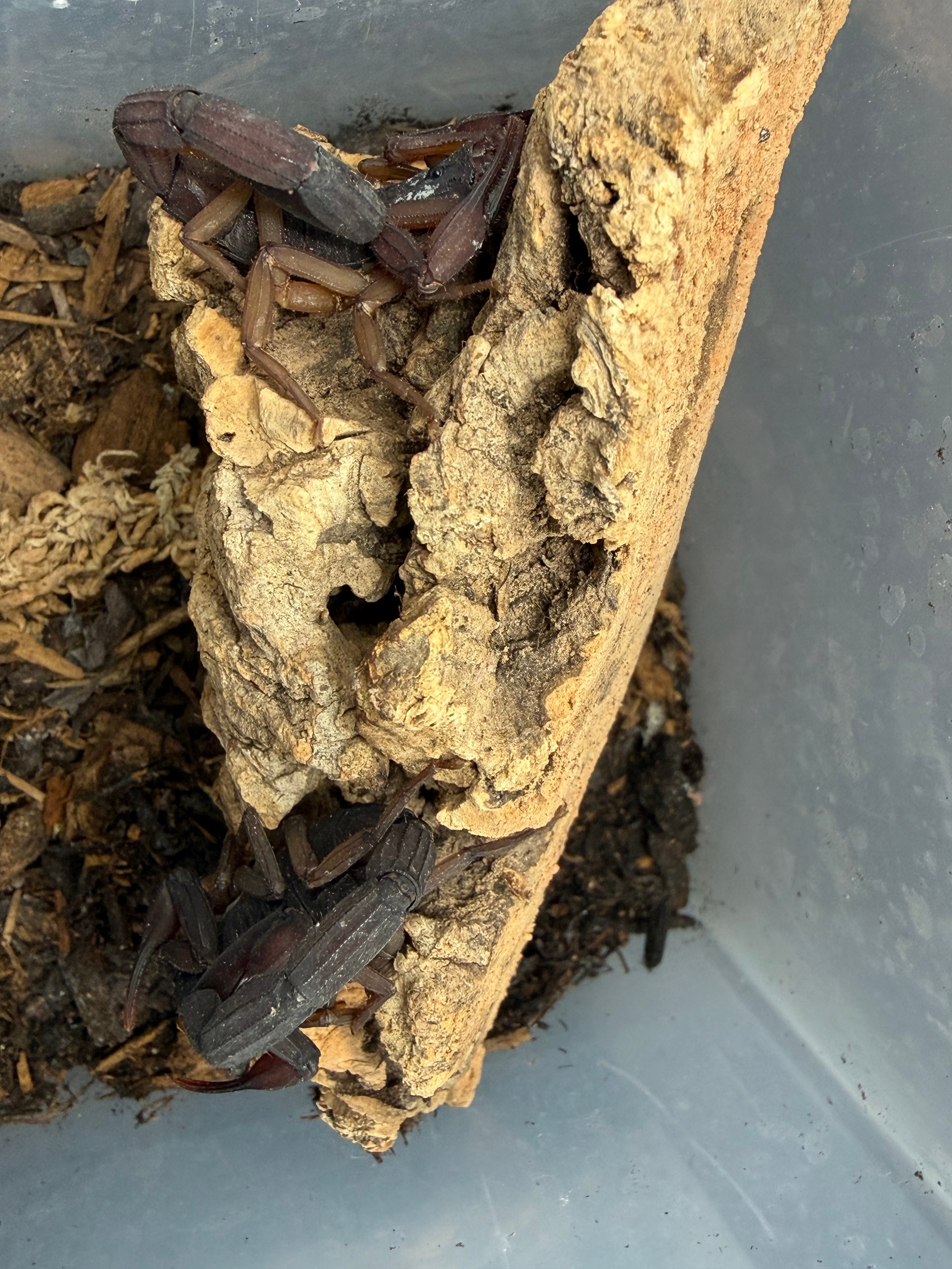 5 Count Lot - Florida Bark Scorpion (Centruroides gracilis) - 3-4" (Adult WC) photo 2