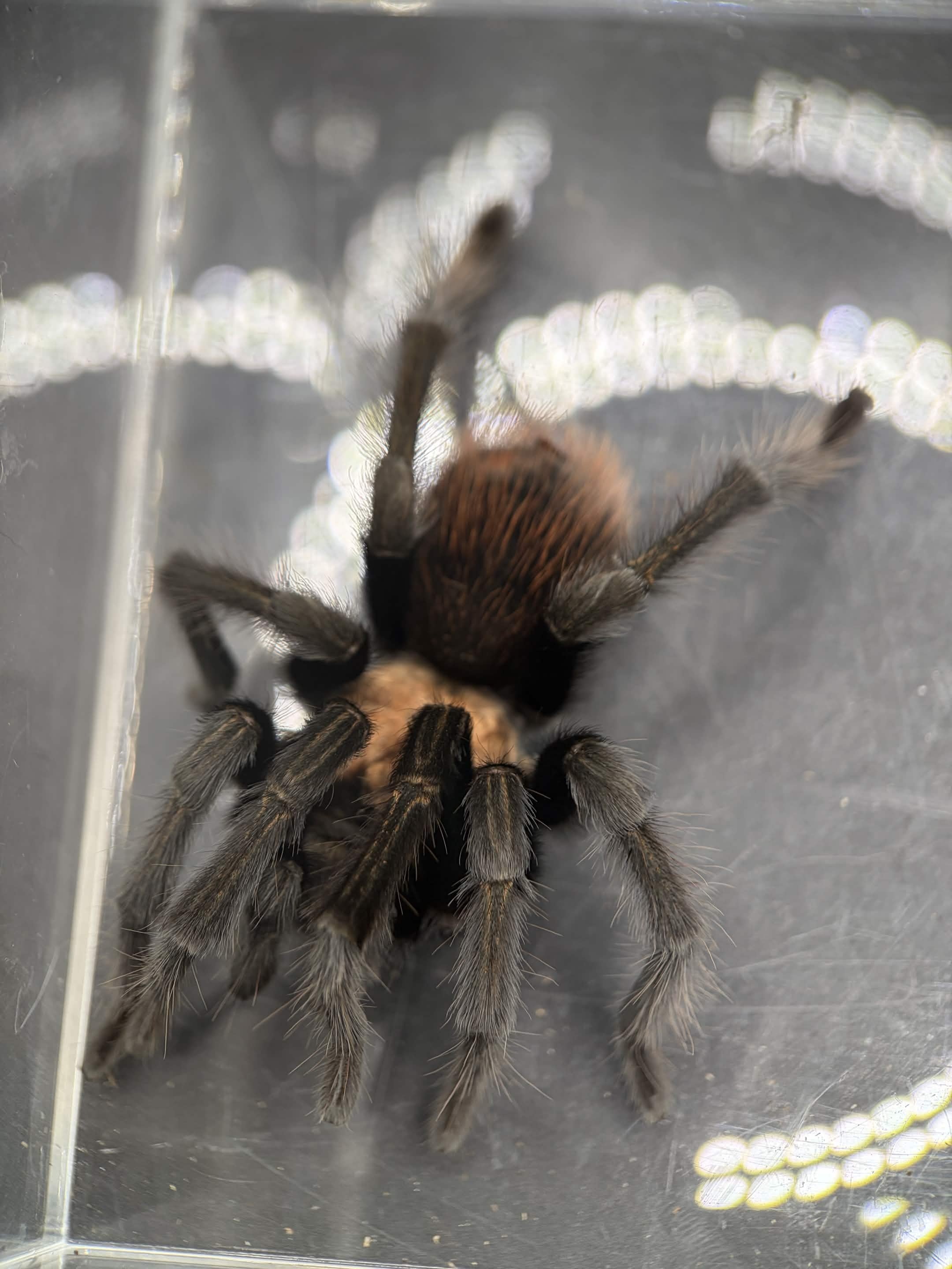 Arizona Blonde Tarantula (Aphonopelma chalcodes) - 3.5-6" leg span (Adult Male)