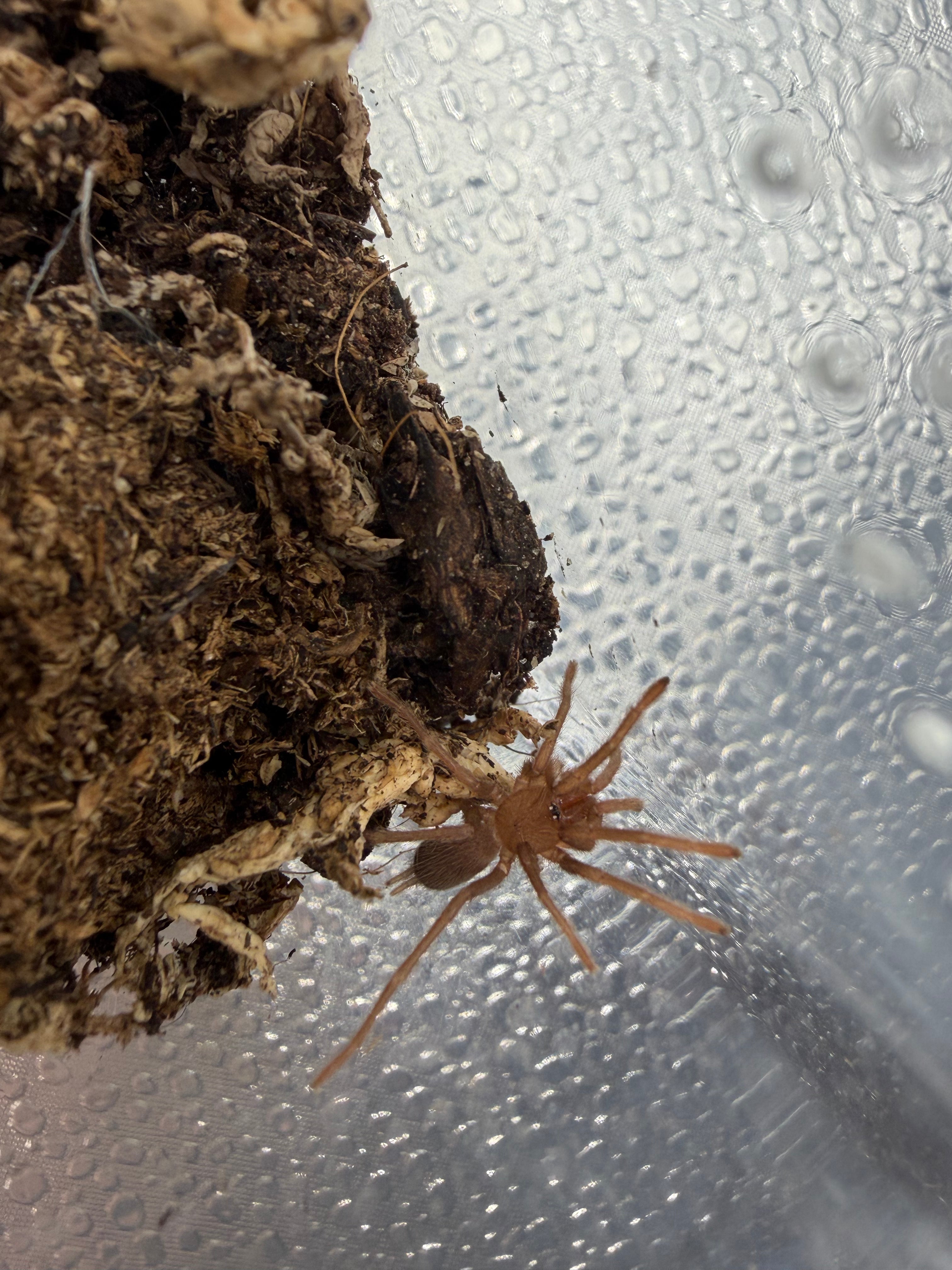 Philippine Tangerine Tarantula (Selenobrachys philippinus) - 0.75" (Sling)
