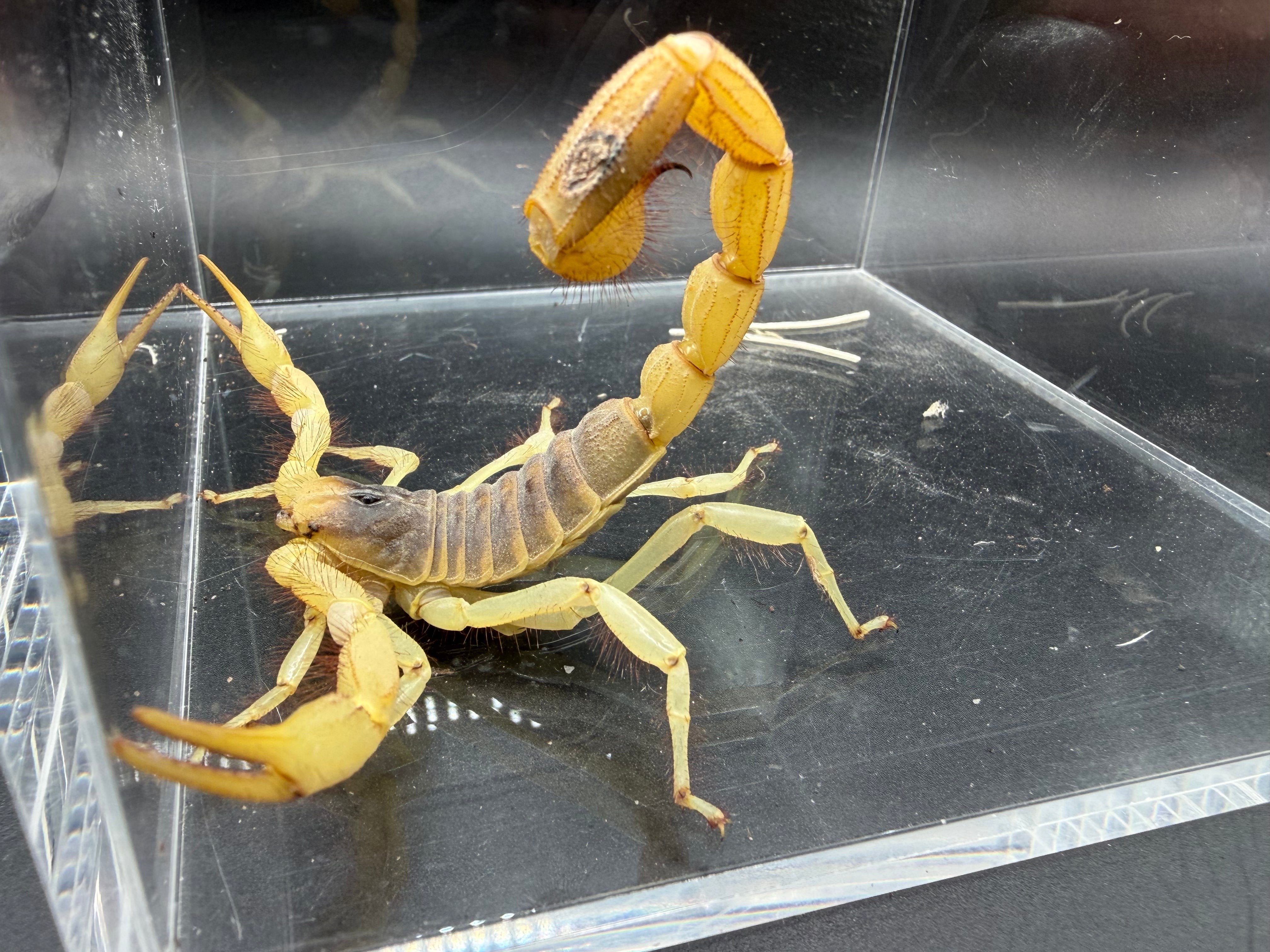 Giant Desert Hairy Scorpion (Hadrurus arizonensis) - 4-7" (Subadult/Adult WC) photo 2