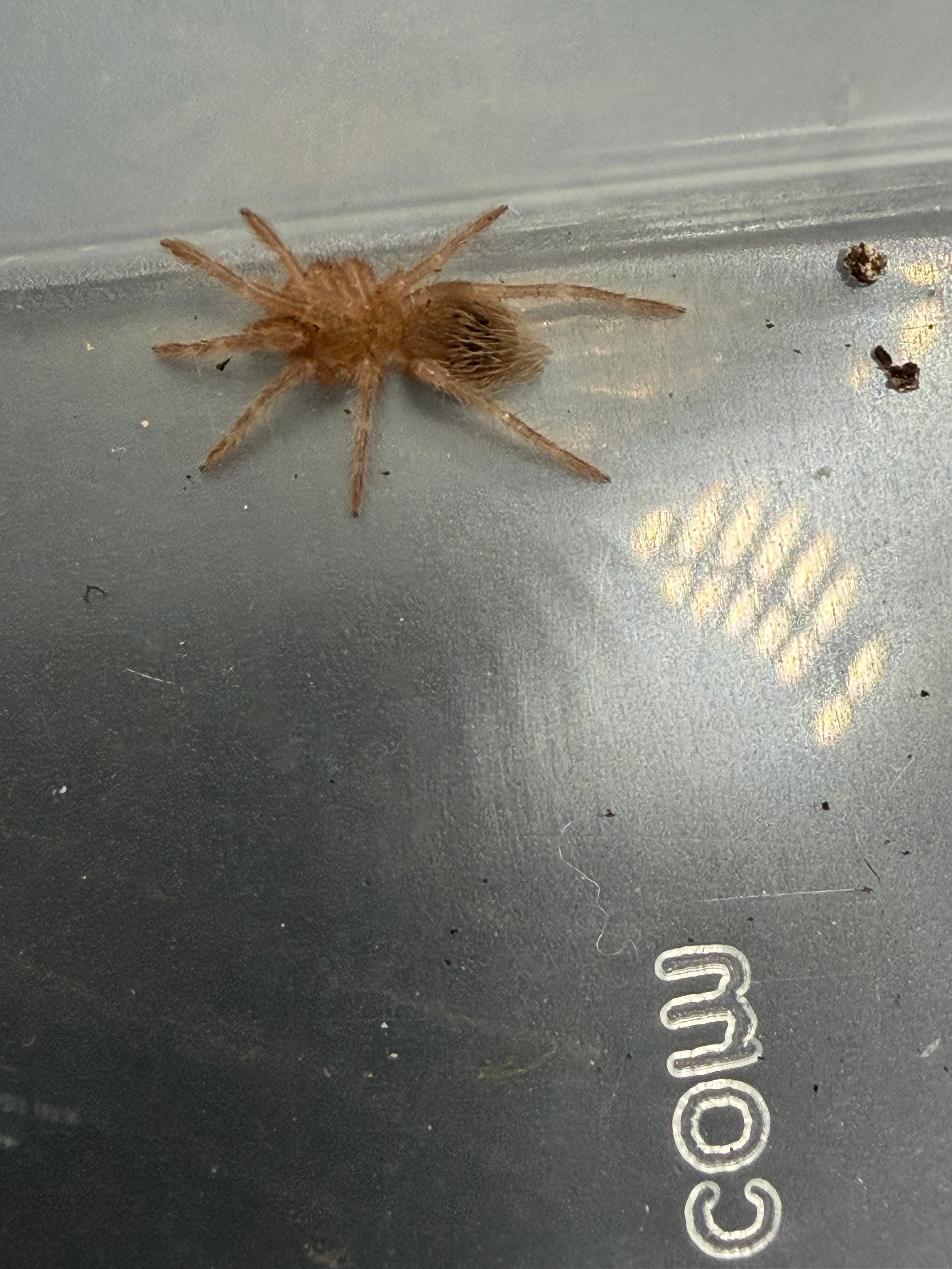 Brazilian Black and White Tarantula (Nhandu coloratovillosus) - 0.5" (Sling)