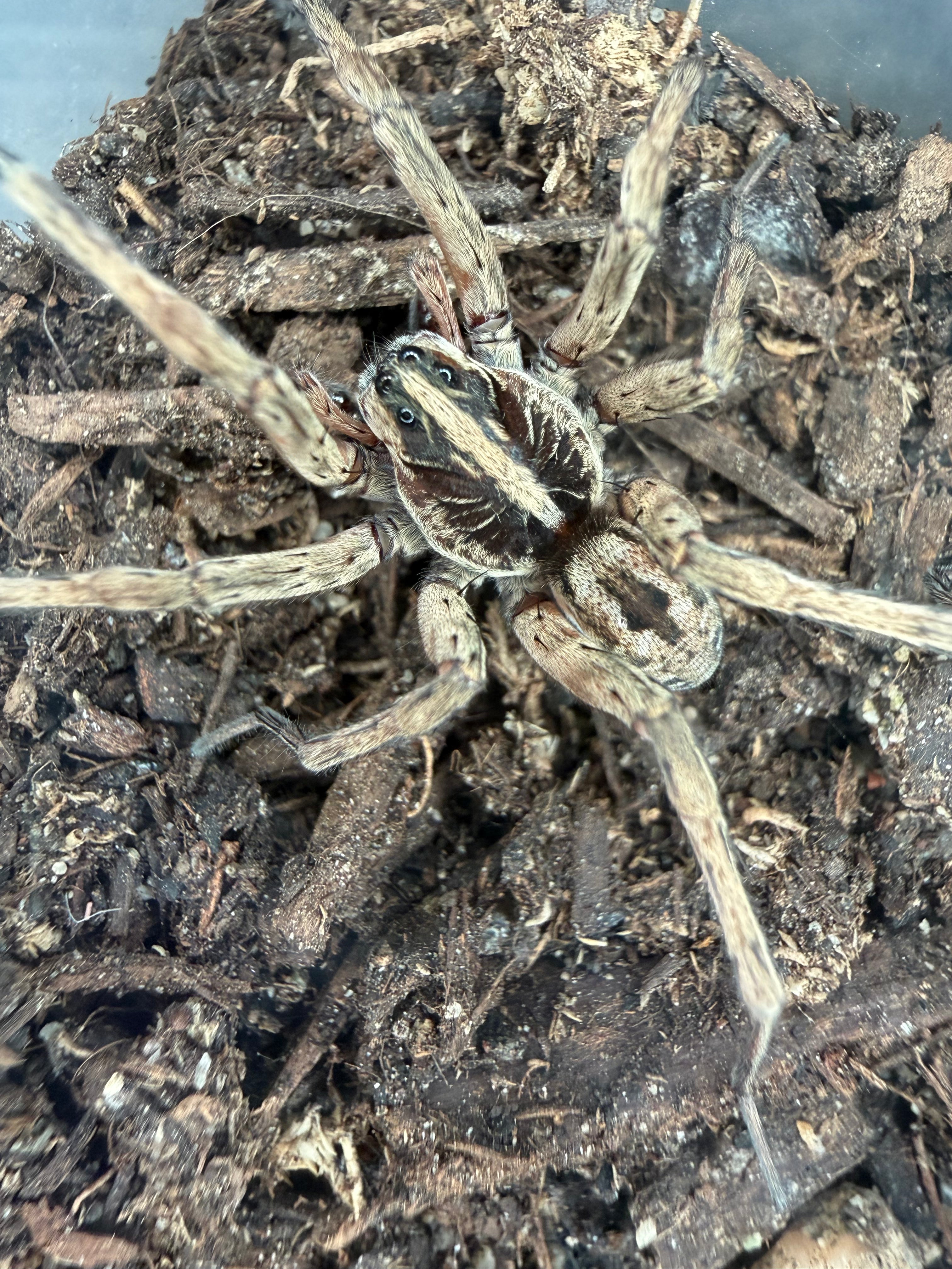 Pine Giant Wolf Spider (Hogna sp. "Pine Giant") - 1-2" (Juvenile WC) photo 2