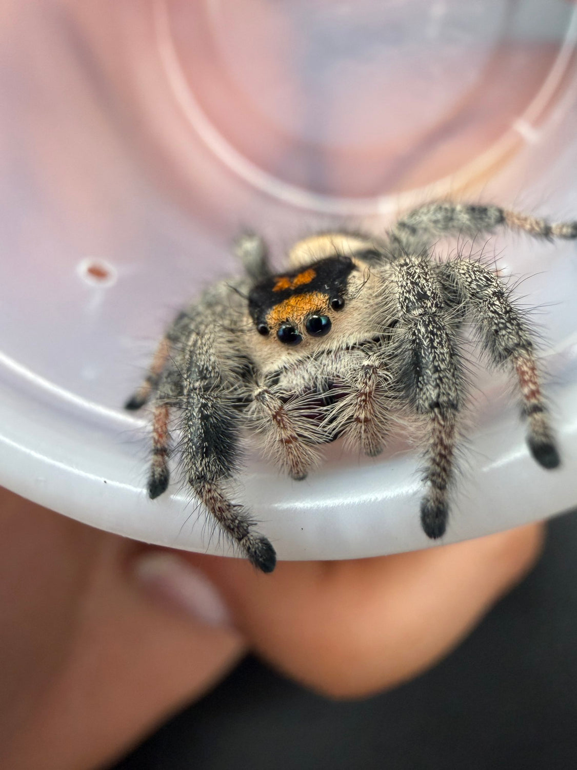 Regal Jumping Spider (Phidippus regius) 027 - 0.5-0.9" body (Juvenile/Adult) WC