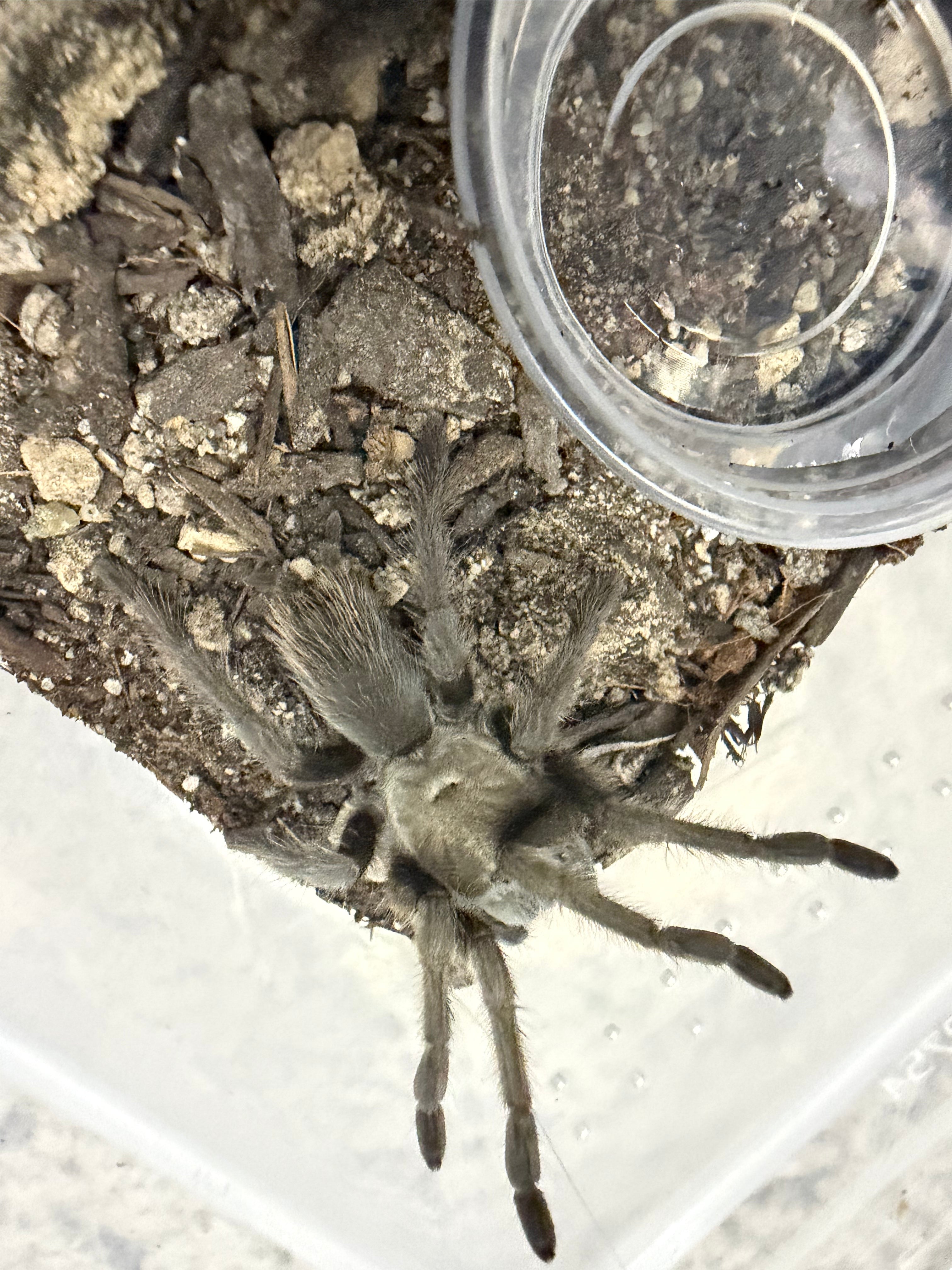Carlsbad Green Tarantula (Aphonopelma gabeli) - 2.5-6" leg span (Subadult/Adult, Unsexed)