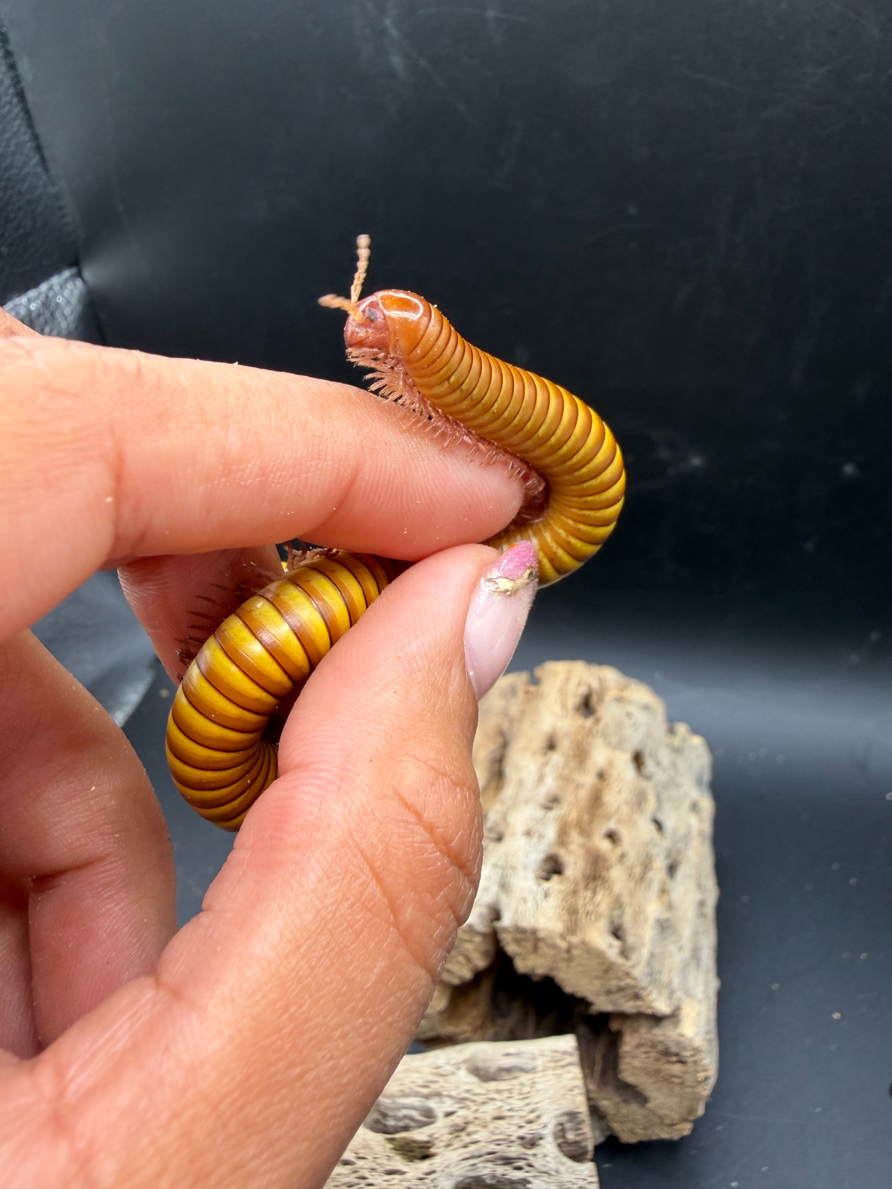 Texas Gold Millipede (Orthoporus ornatus) - 4-6" (Adult WC) photo 2