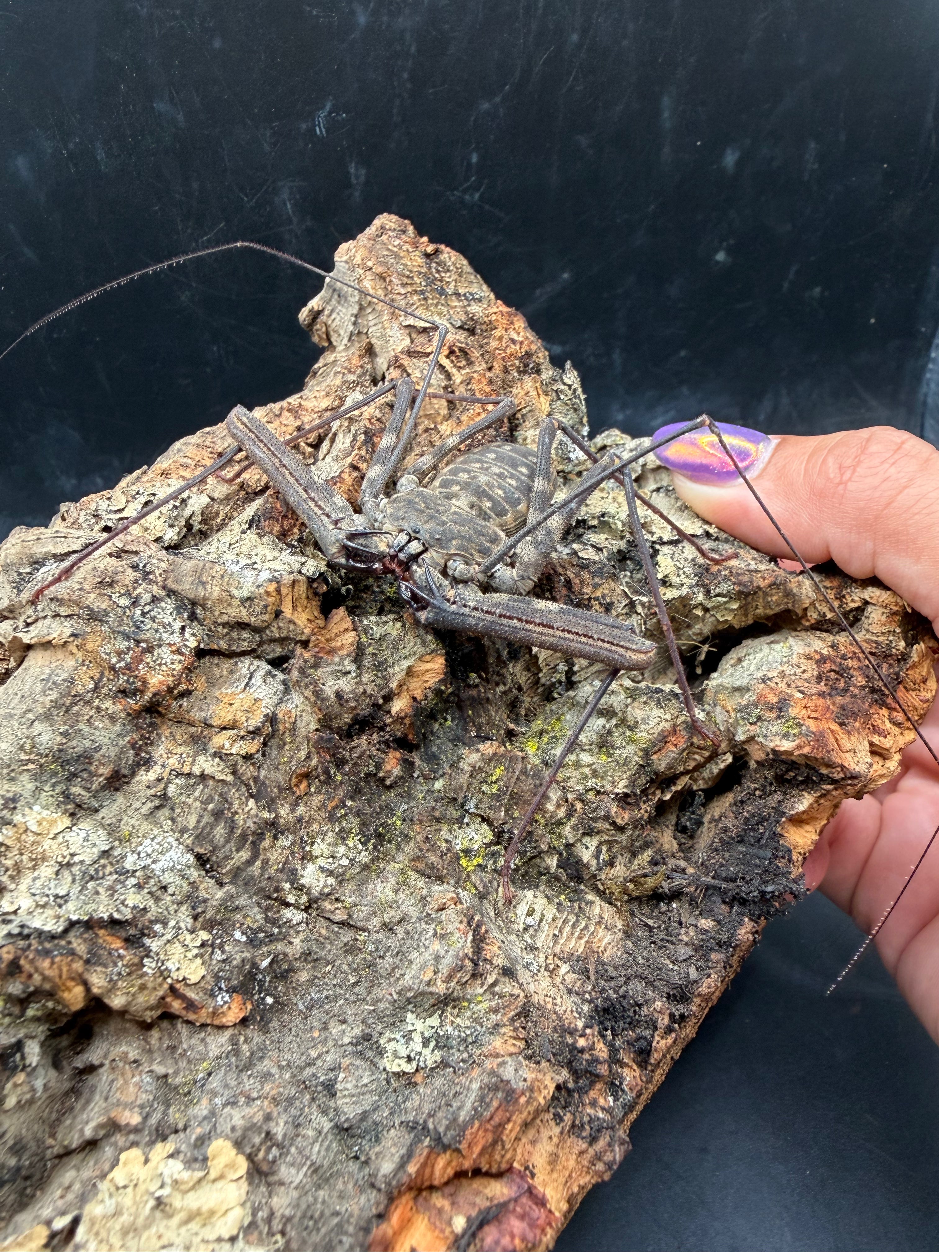 African Whip Scorpion (Damon variegatus) - 3-5" leg span (Mixed Sizes WC) photo 3
