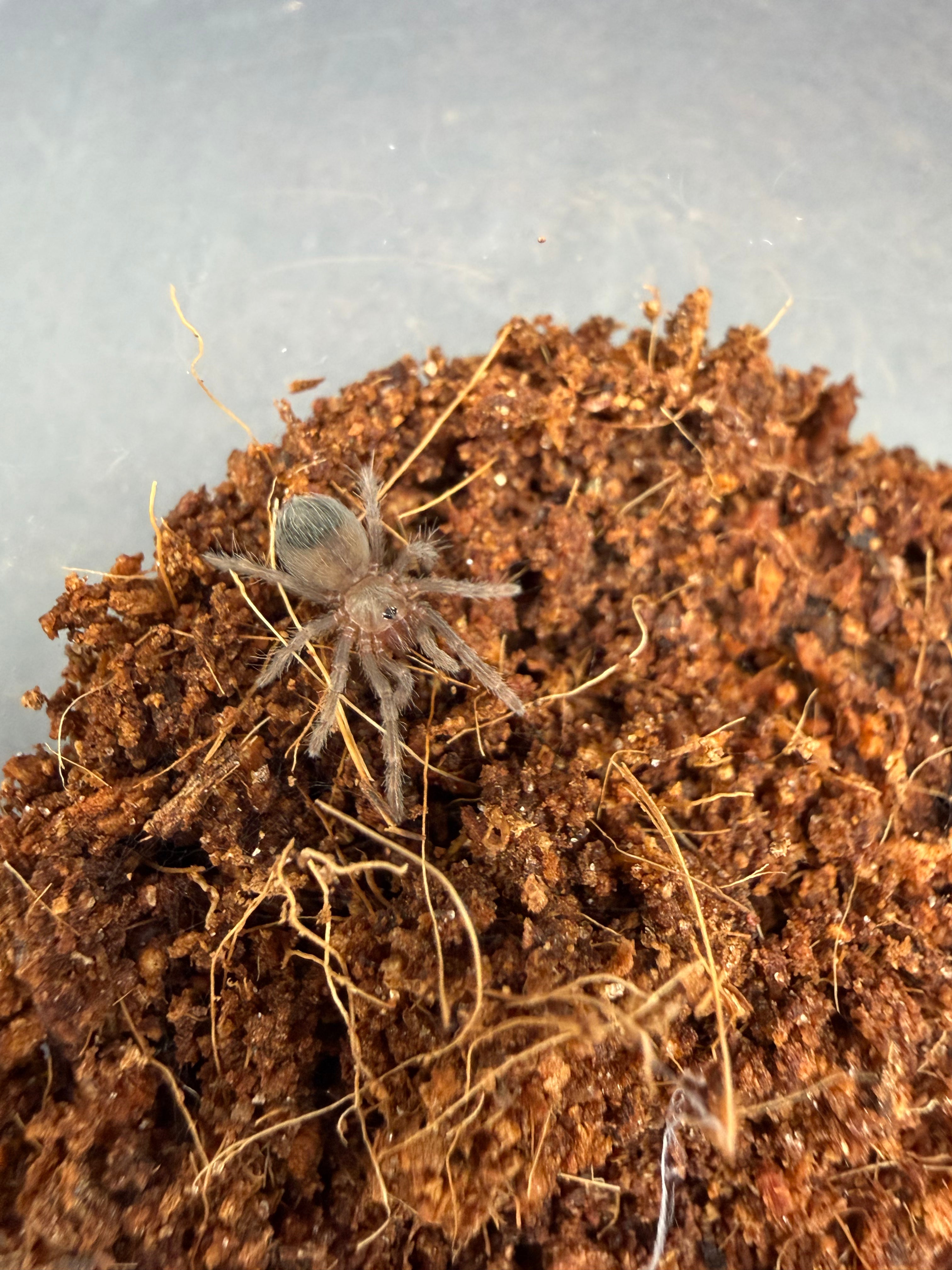 Mexican Rose Grey Tarantula (Tliltocatl verdezi) - 0.25-0.5" (Sling CB)
