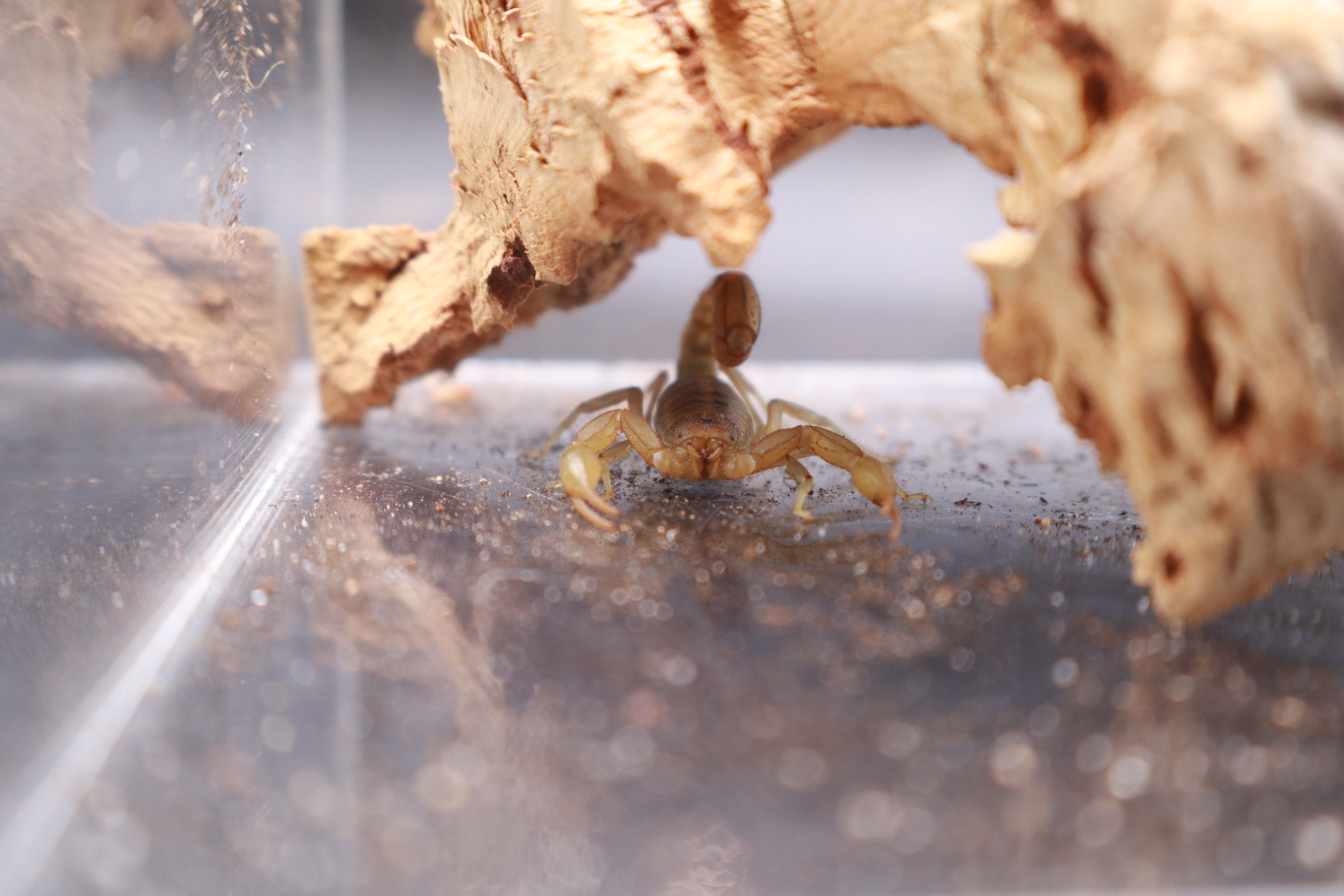 Striped Devil Scorpion (Paravaejovis spinigerus) - 2-3" (Adult)