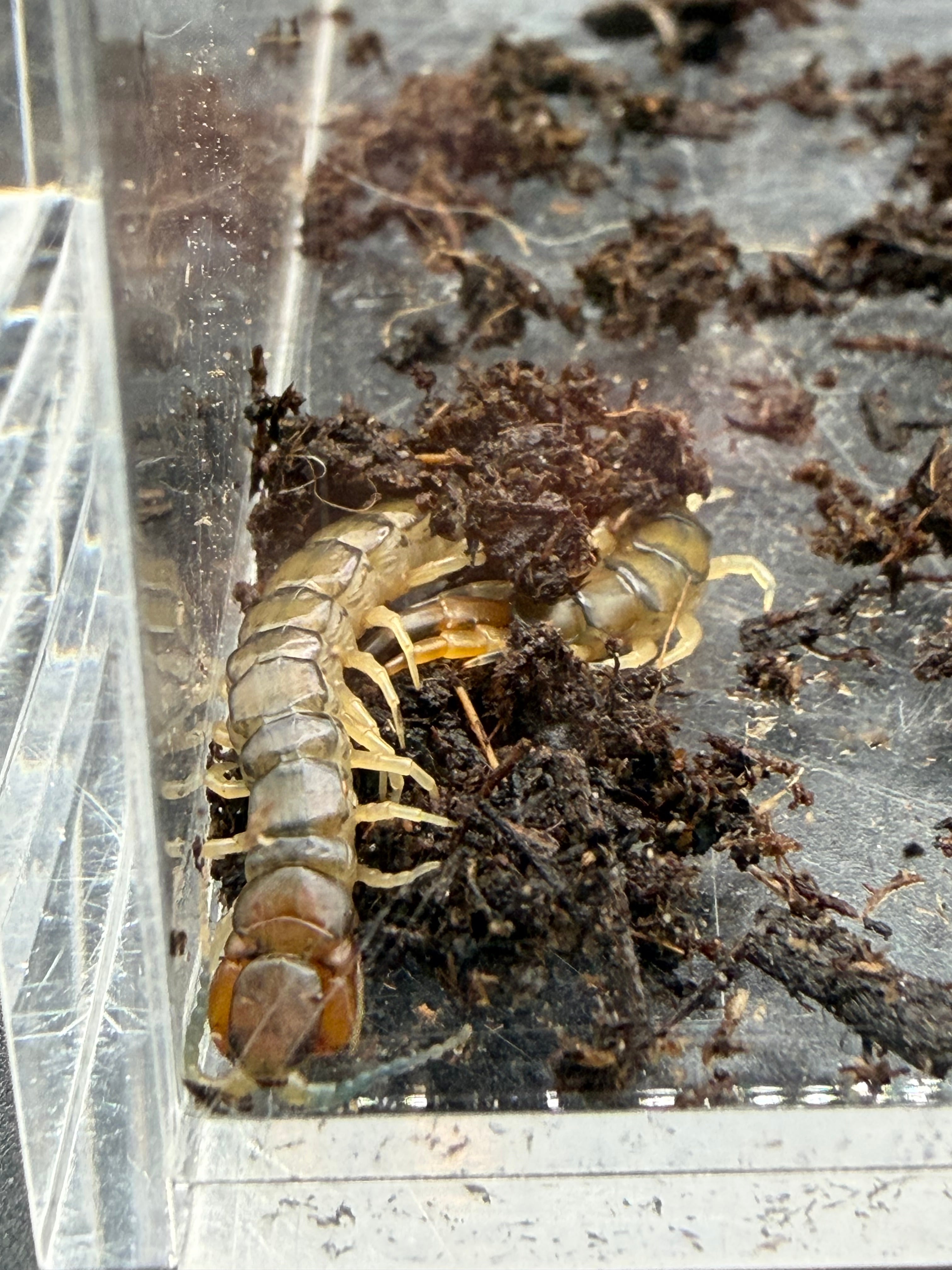 Green Bark Centipede (Hemiscolopendra marginata) - 2-3" (Adult WC) photo 2