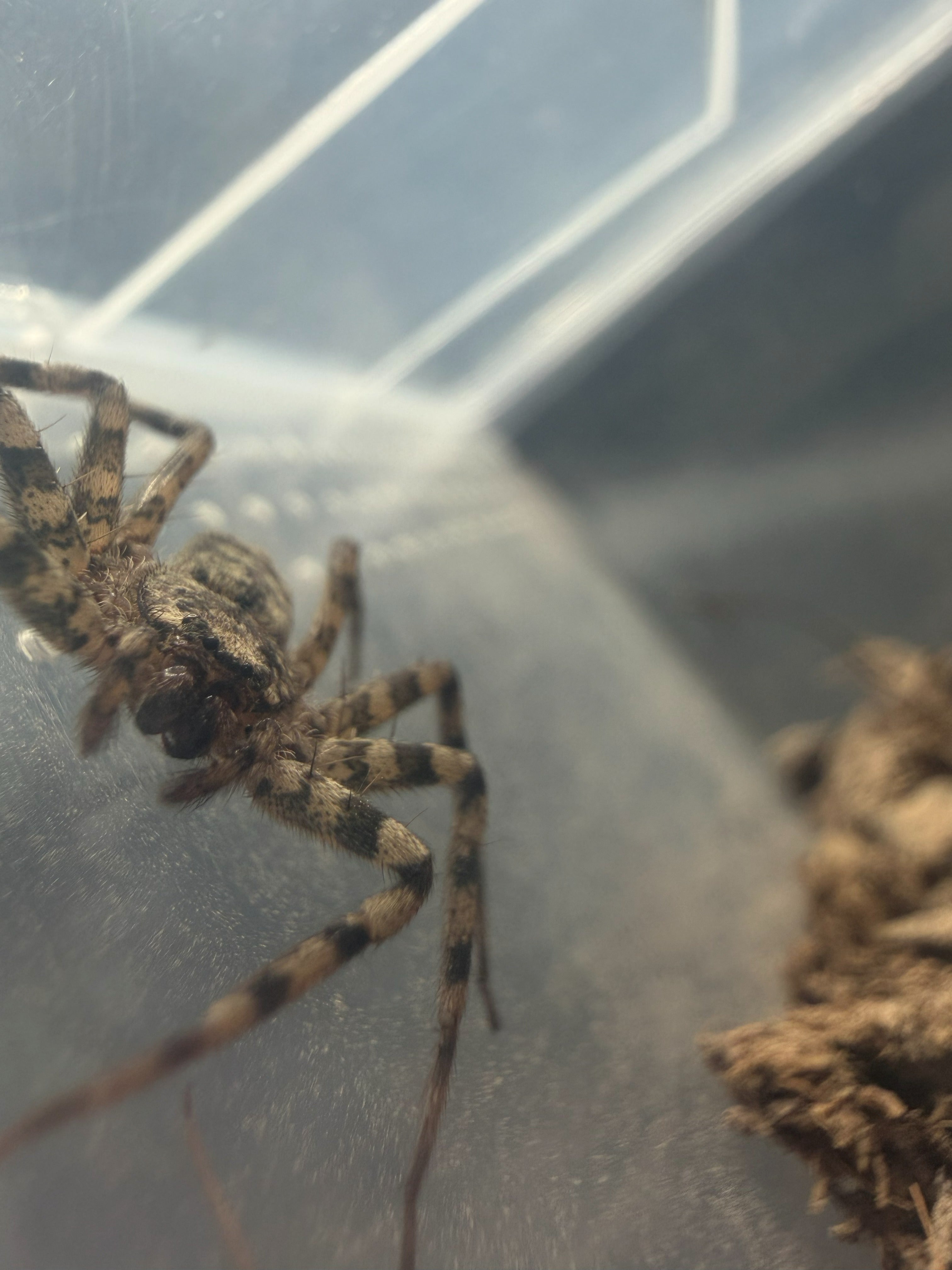 Selenopid Crab Spider (Selenops actophilus) - 1/2-3/4" (Adult WC) photo 2