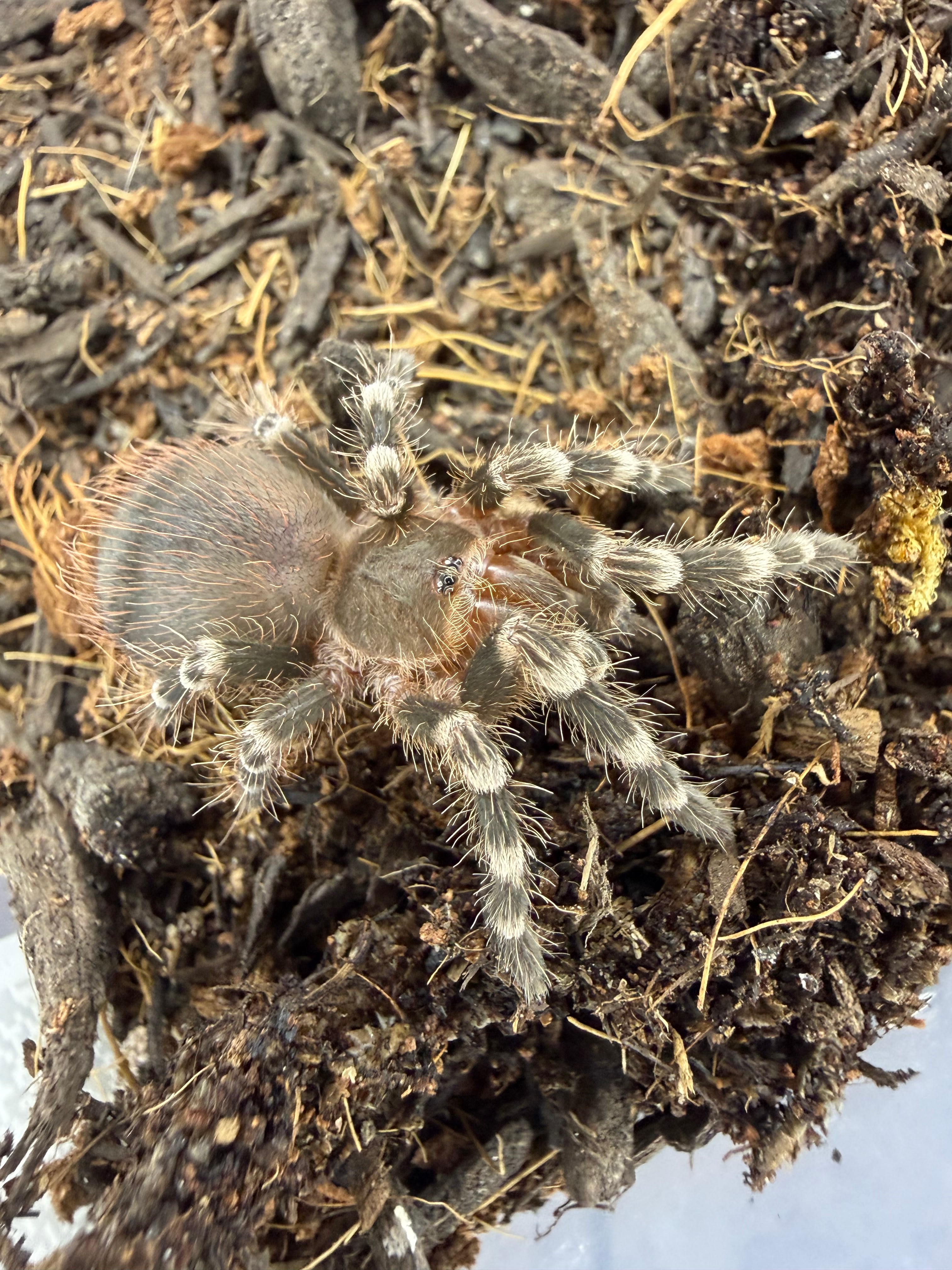 Brazilian White Knee Tarantula (Acanthoscurria geniculata) - 3-3.5" (Unsexed)