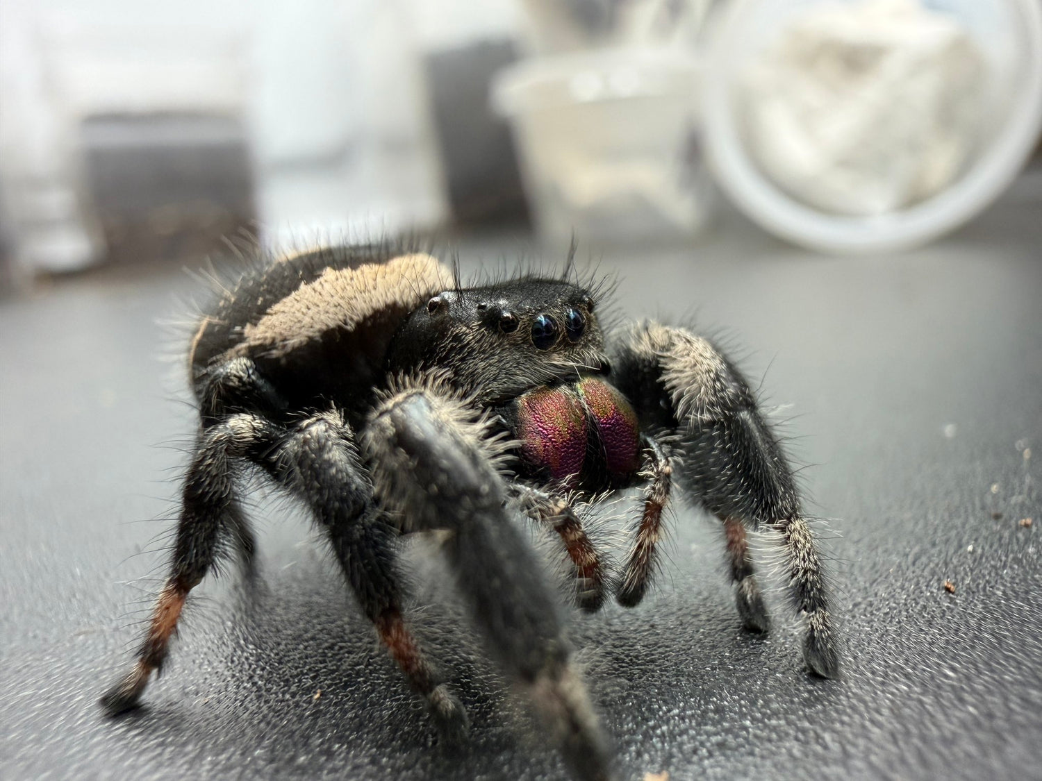 Regal Jumping Spider (Phidippus regius) 015 - 0.5-0.9" body (Juvenile/Adult) WC photo 2