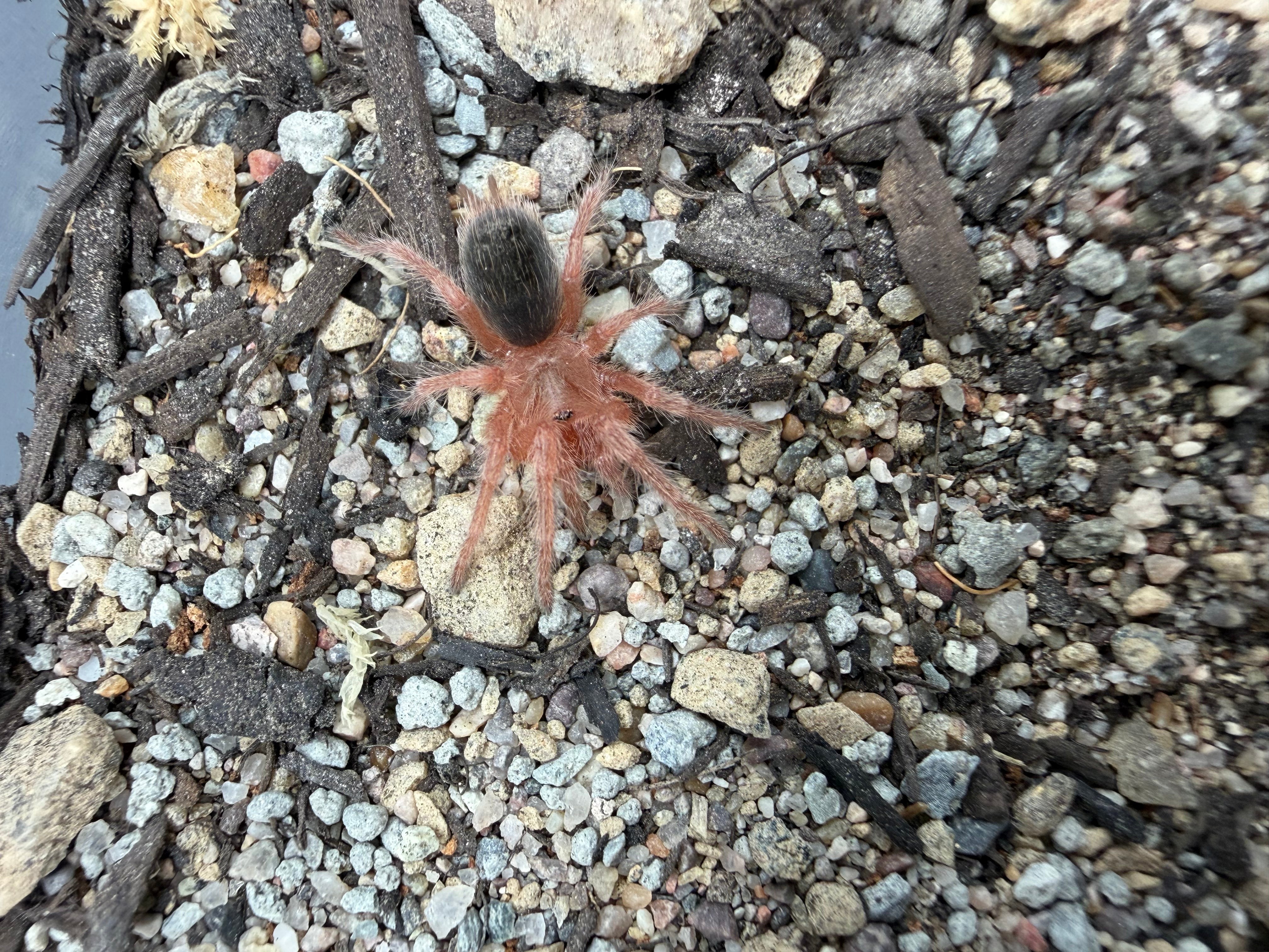 Chilean Rose Hair 'Red' Tarantula (Grammostola rosea RCF) - 3/4-1.25" (Sling)
