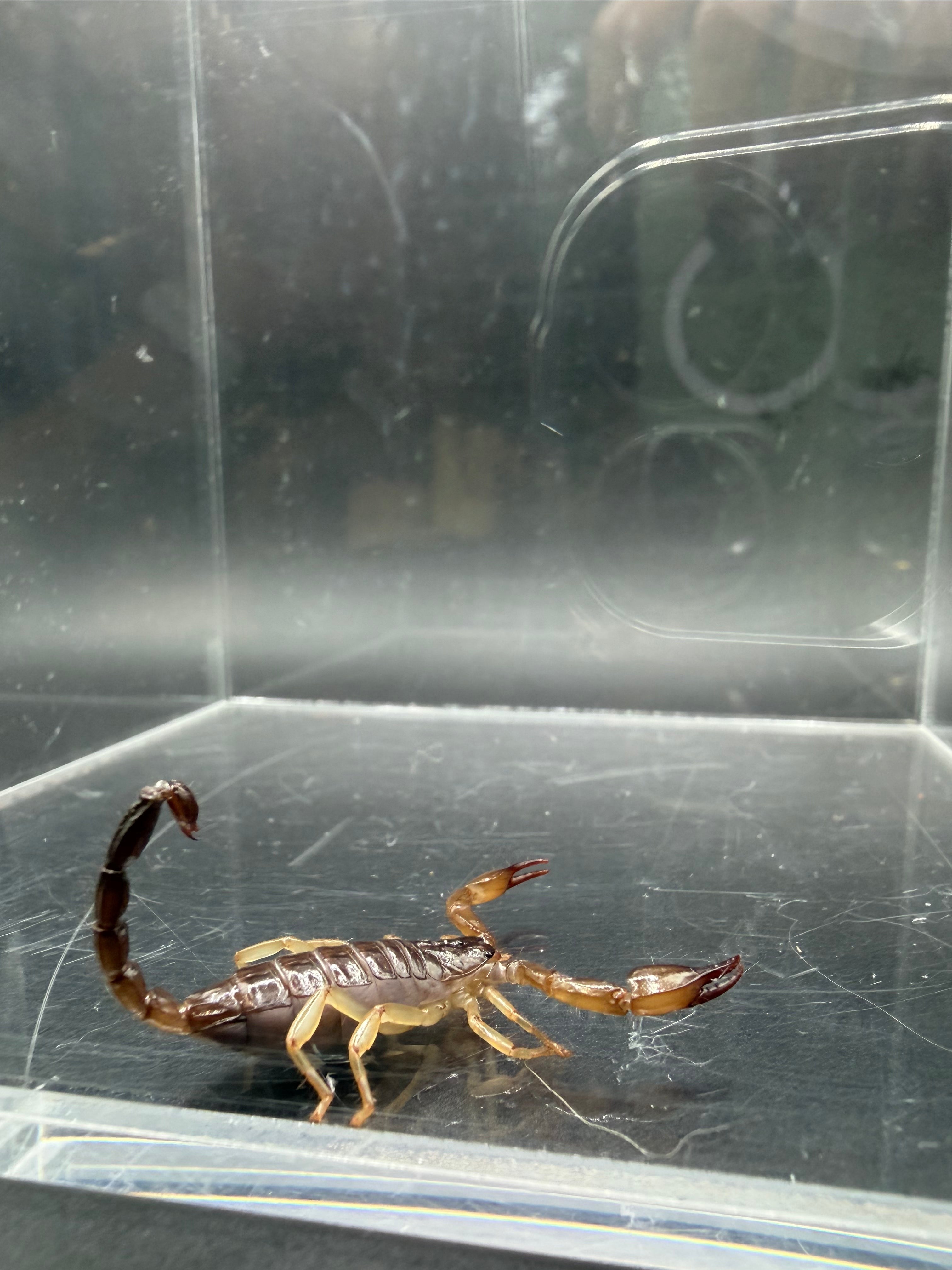 Whitei Scorpion (Nebo whitei) - 1-2" (4i CB) photo 2
