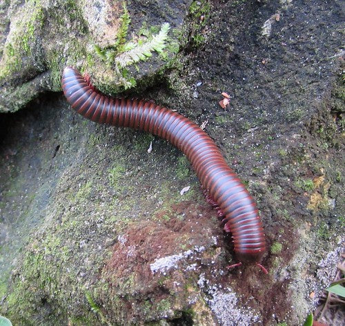 American Pinkfoot Millipede (Narceus americanus) - 2-4" (Mixed Sizes WC) photo 3